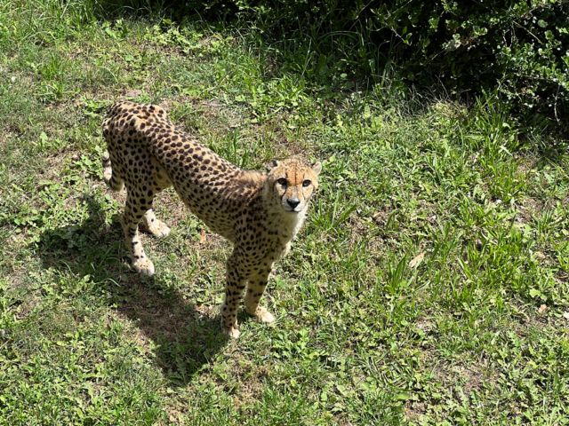 PLZ_PLZ21_Cheetah_SO_2024_quer.jpeg