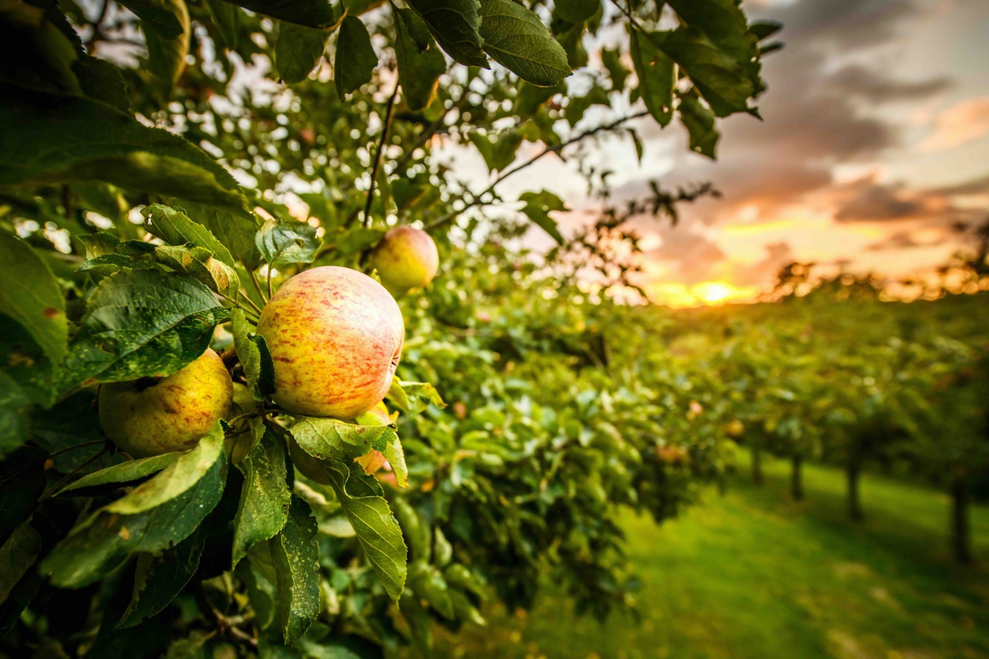 Panoramafahrt und Cider Farm