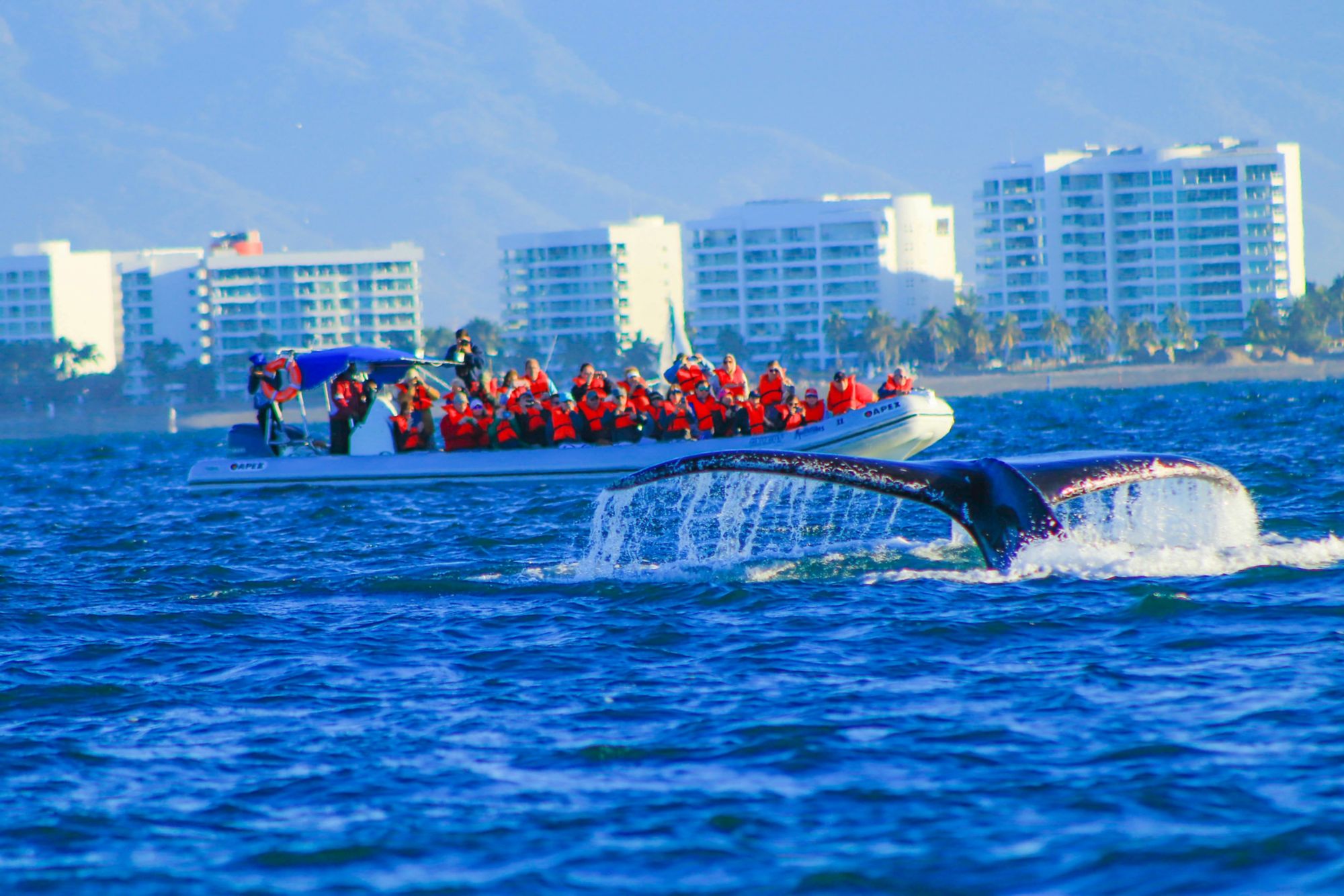 PVR05_WHALEWATCHING_002.JPG