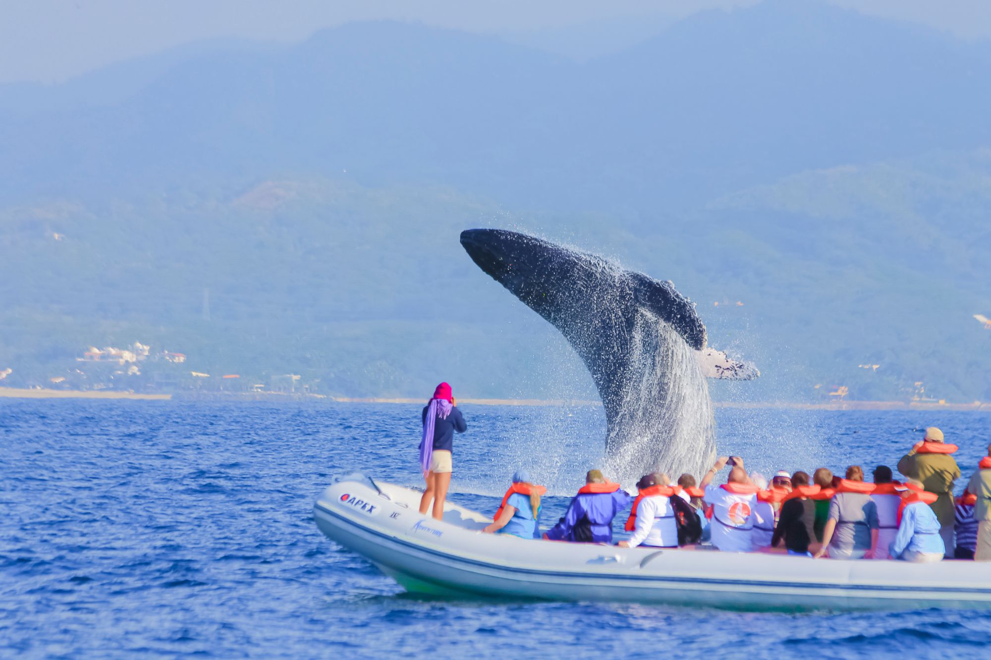 PVR05_whale_003.jpg