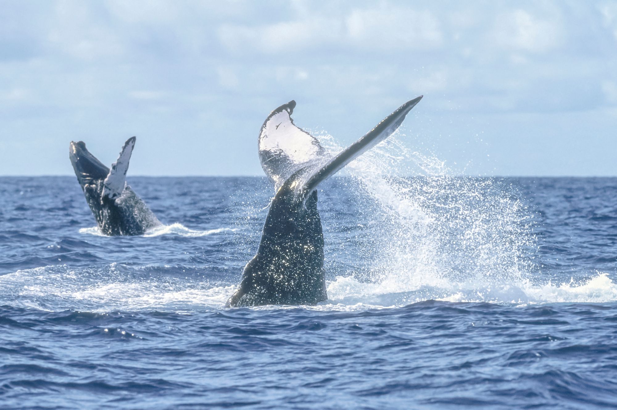 PVR05_whale_004.jpg