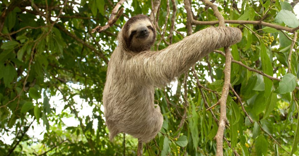 Roatan - Accessible Roatan Monkey Sanctuary and Iguana Hideout - 2