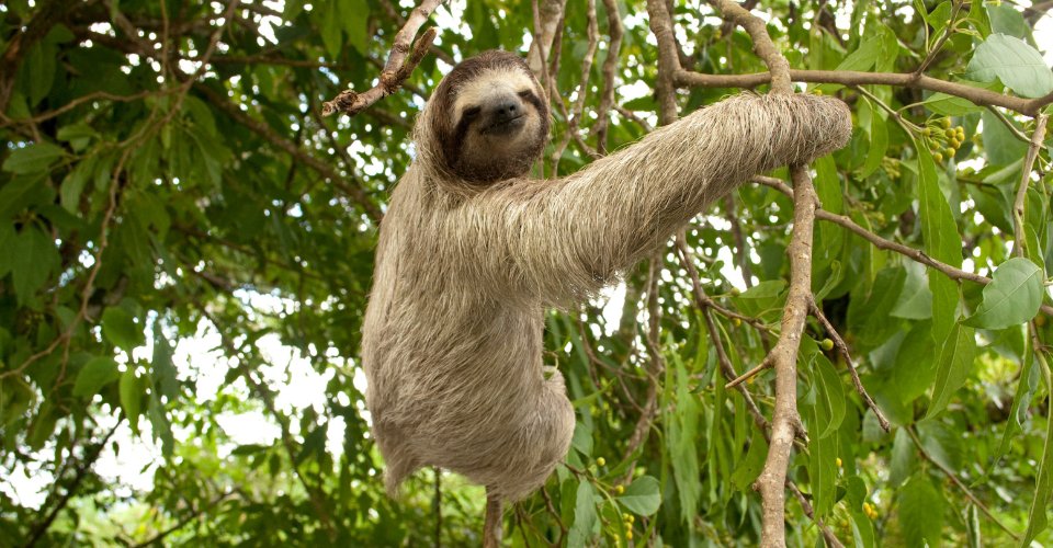 Roatan - Accessible Roatan Monkey Sanctuary and Iguana Hideout - 2