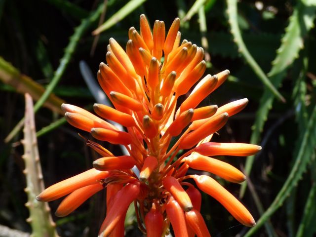 SAD09_botannical-gardens-1699534_003.jpg
