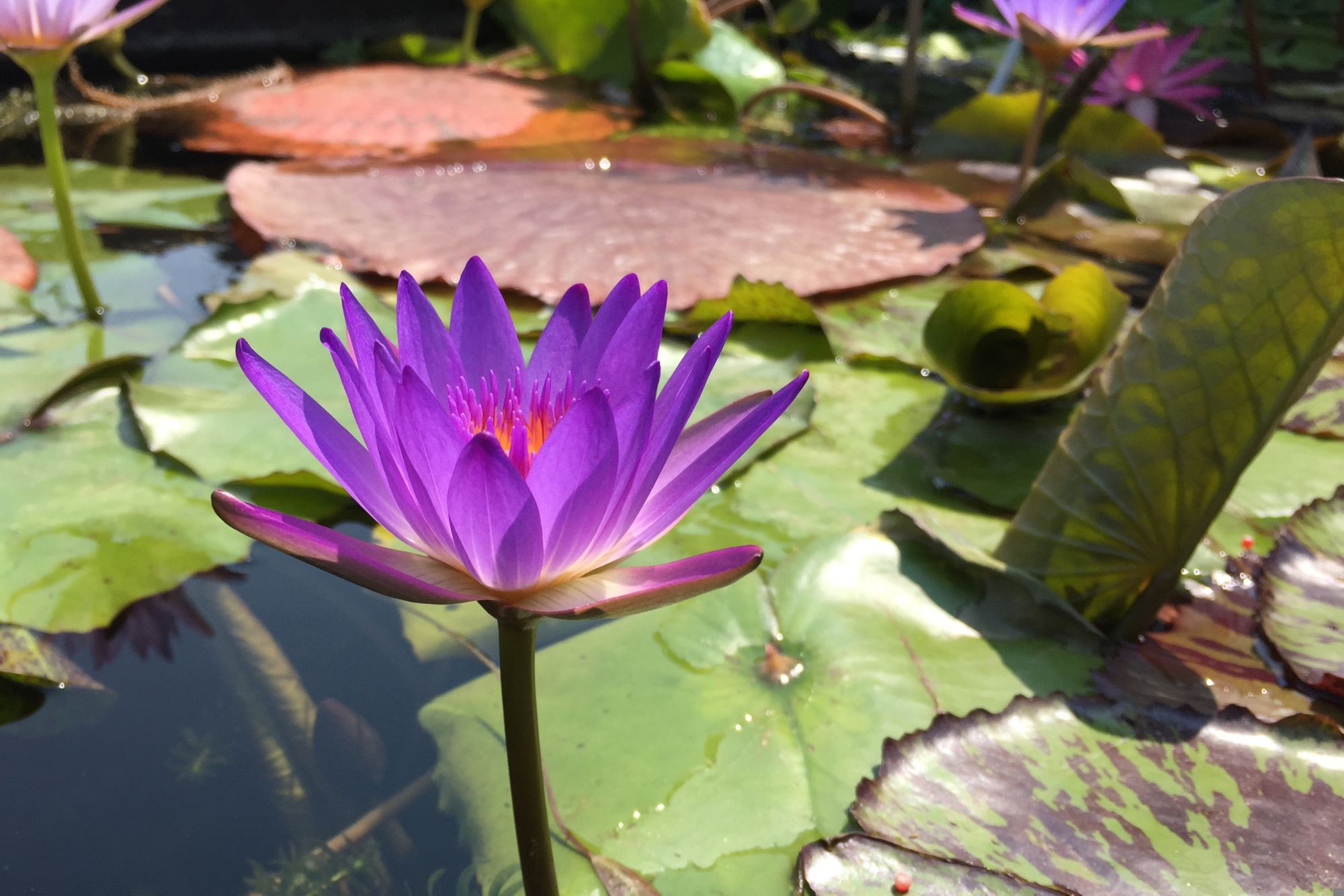 SAD09_purple-3609478_005.jpg