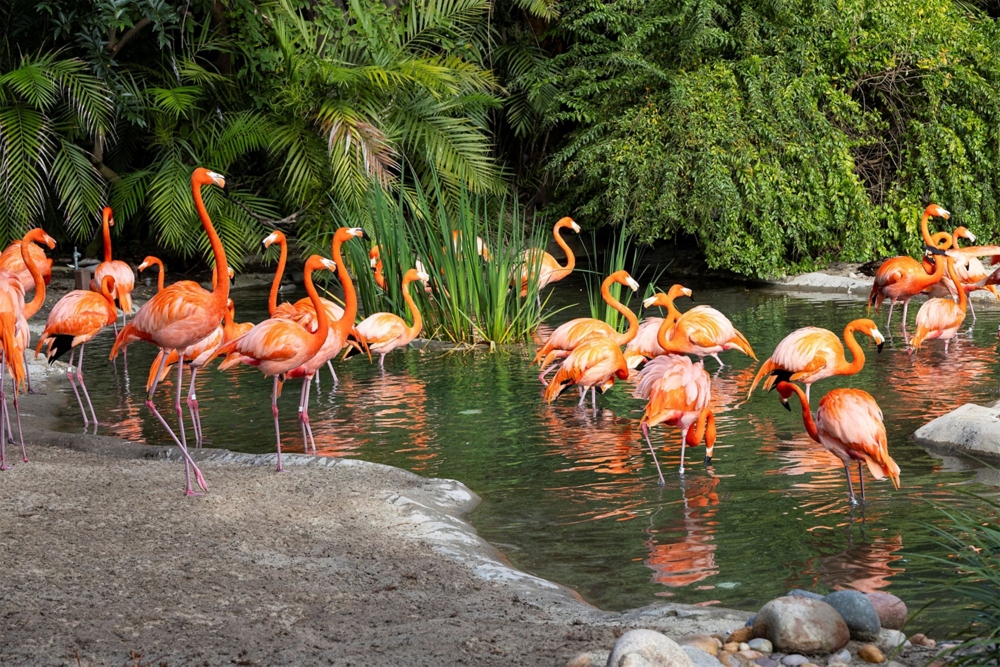 Ein Tag im San Diego Zoo