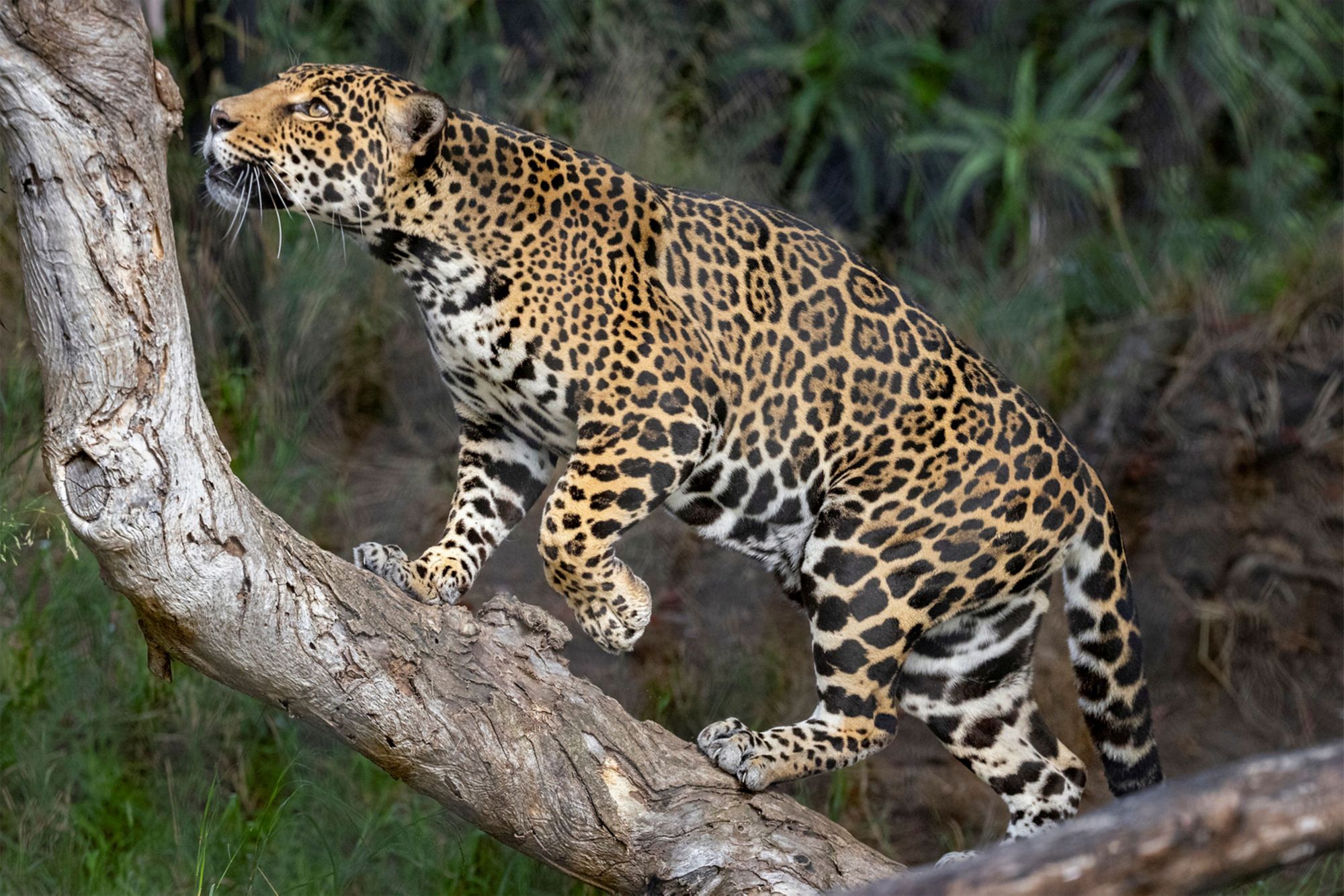 SAD10_SanDiegoZoo-Jaguar_003.jpg