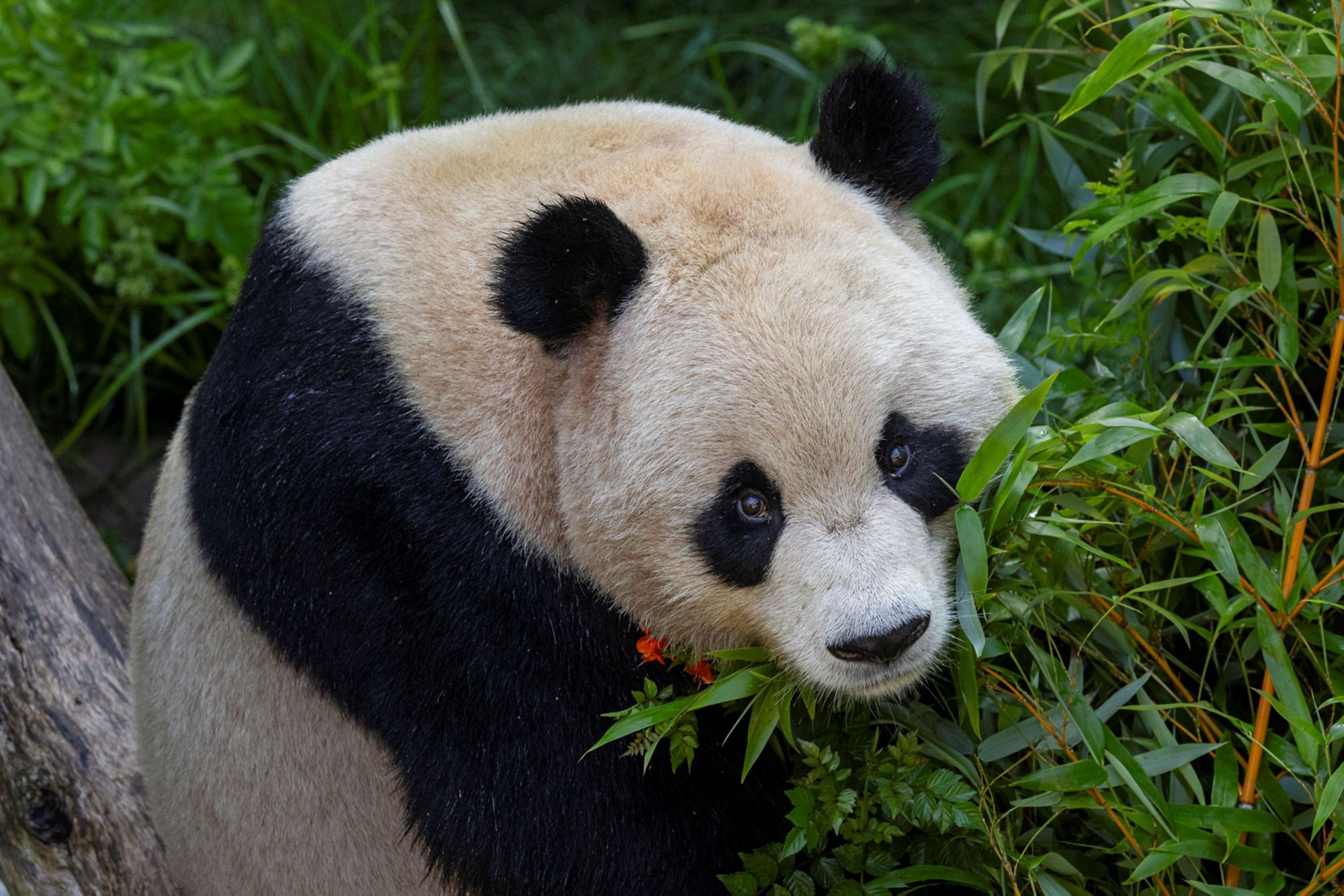 SAD10_SanDiegoZoo-Panda_004.jpg