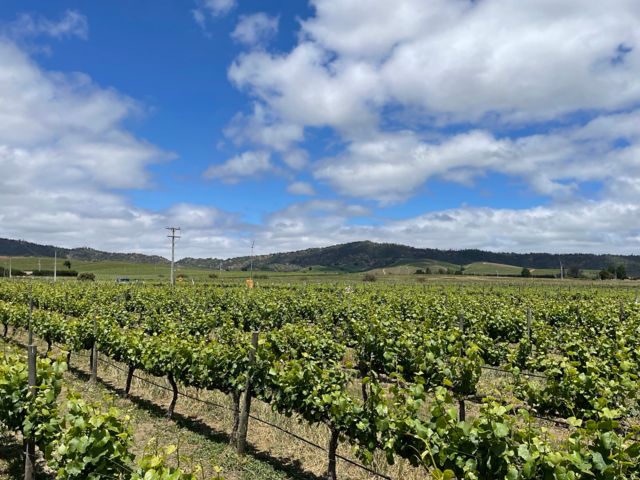 SAI_SAI10_Weingut_SO_2023_quer3.jpg