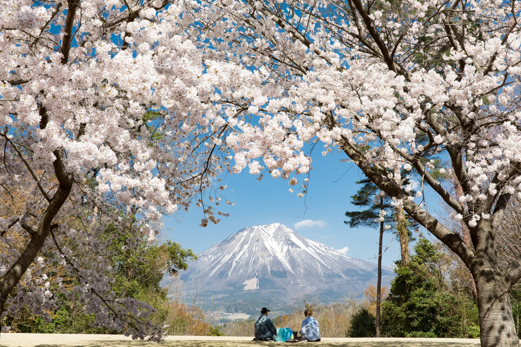 Blütenpracht & japanische Teekultur in Sakaiminato