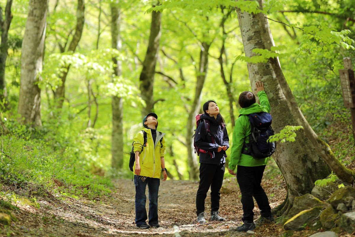 SAK07_Daisen1_JTB_quer_2026_003.JPG