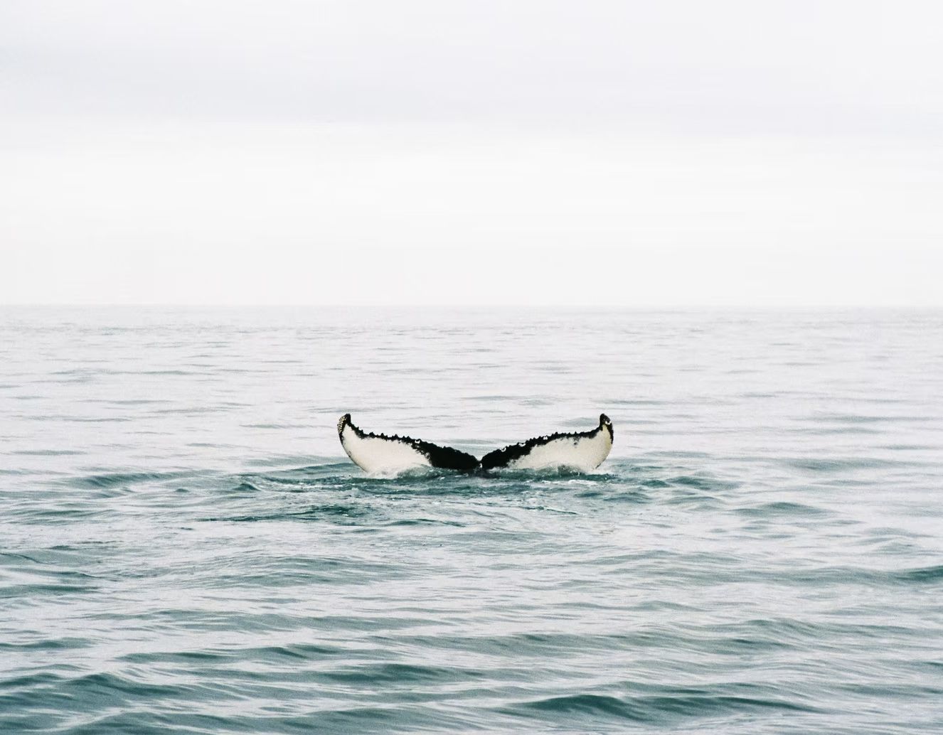 Bootsfahrt durch den Ostfjord