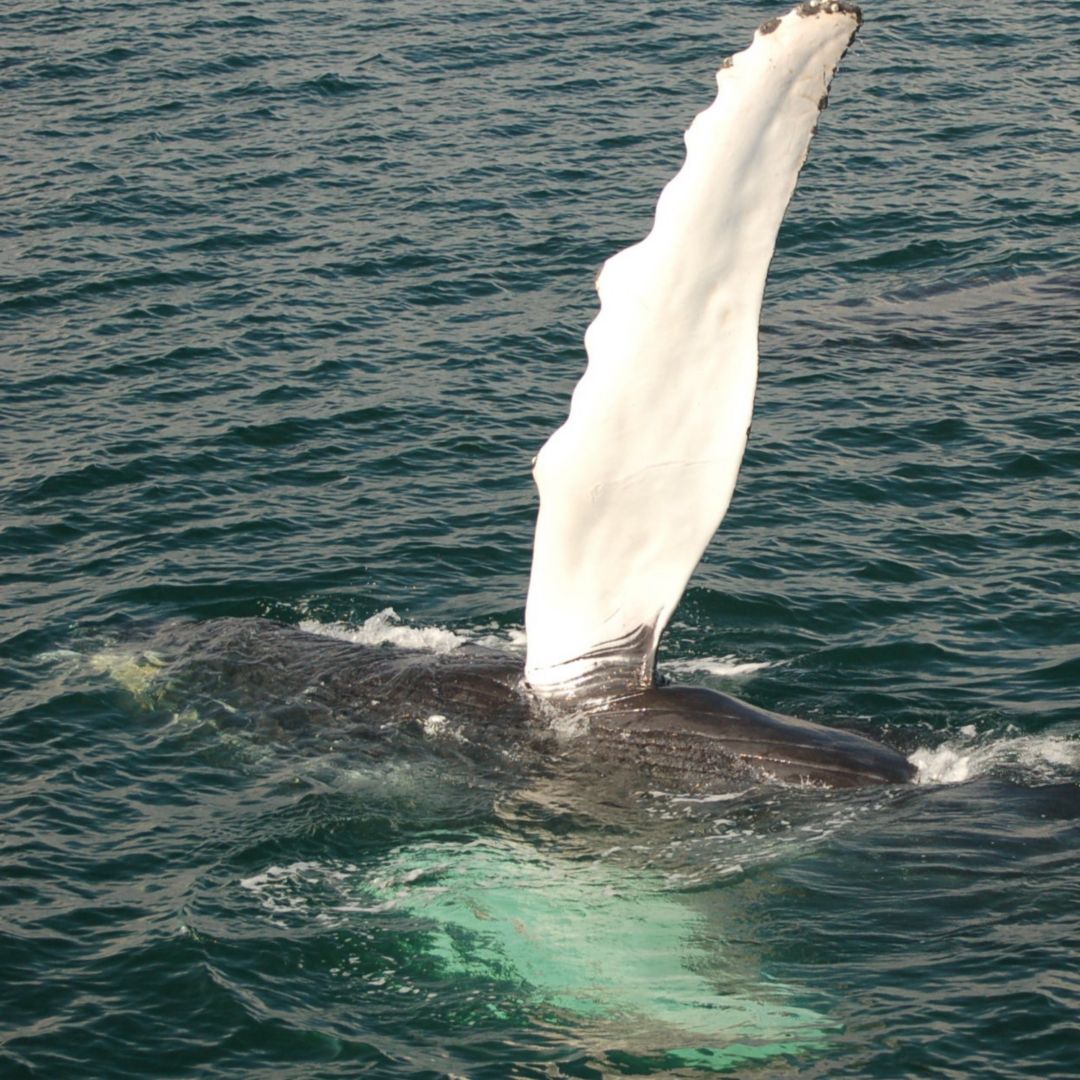 SJB12_Humpbackpectoralfin_002.JPG