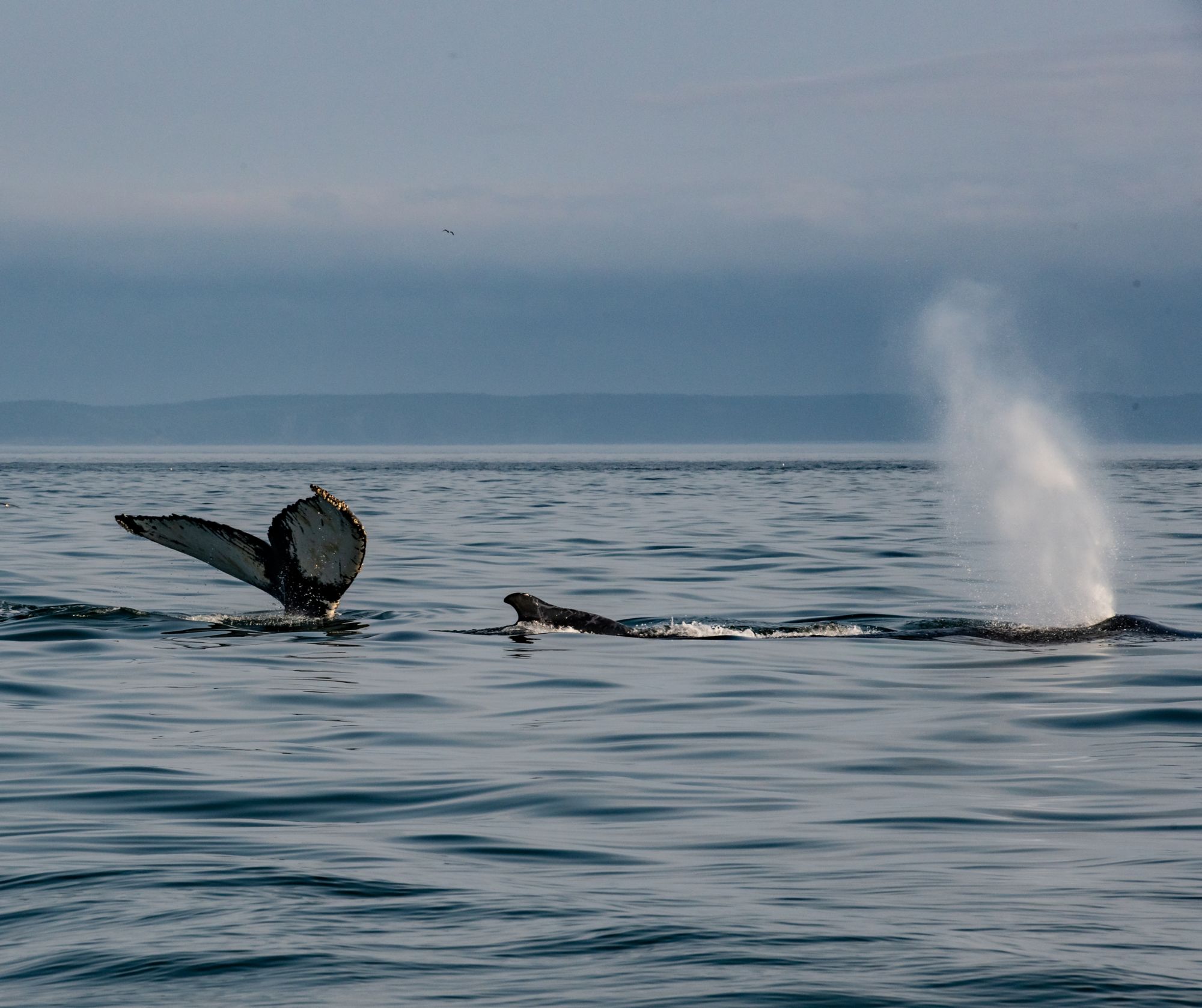 Walbeobachtung in der Bay of Fundy