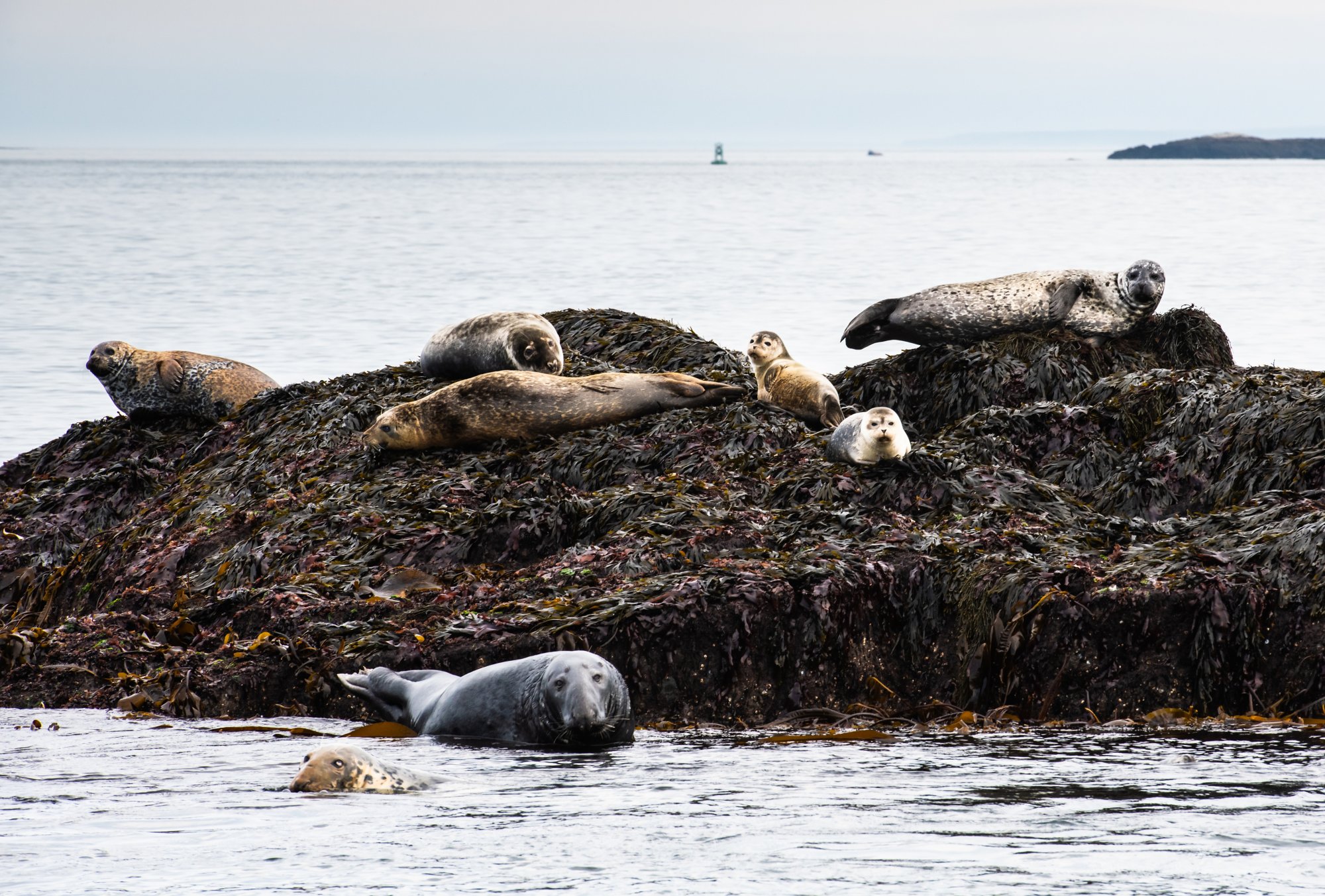 Image made By Scott Munn