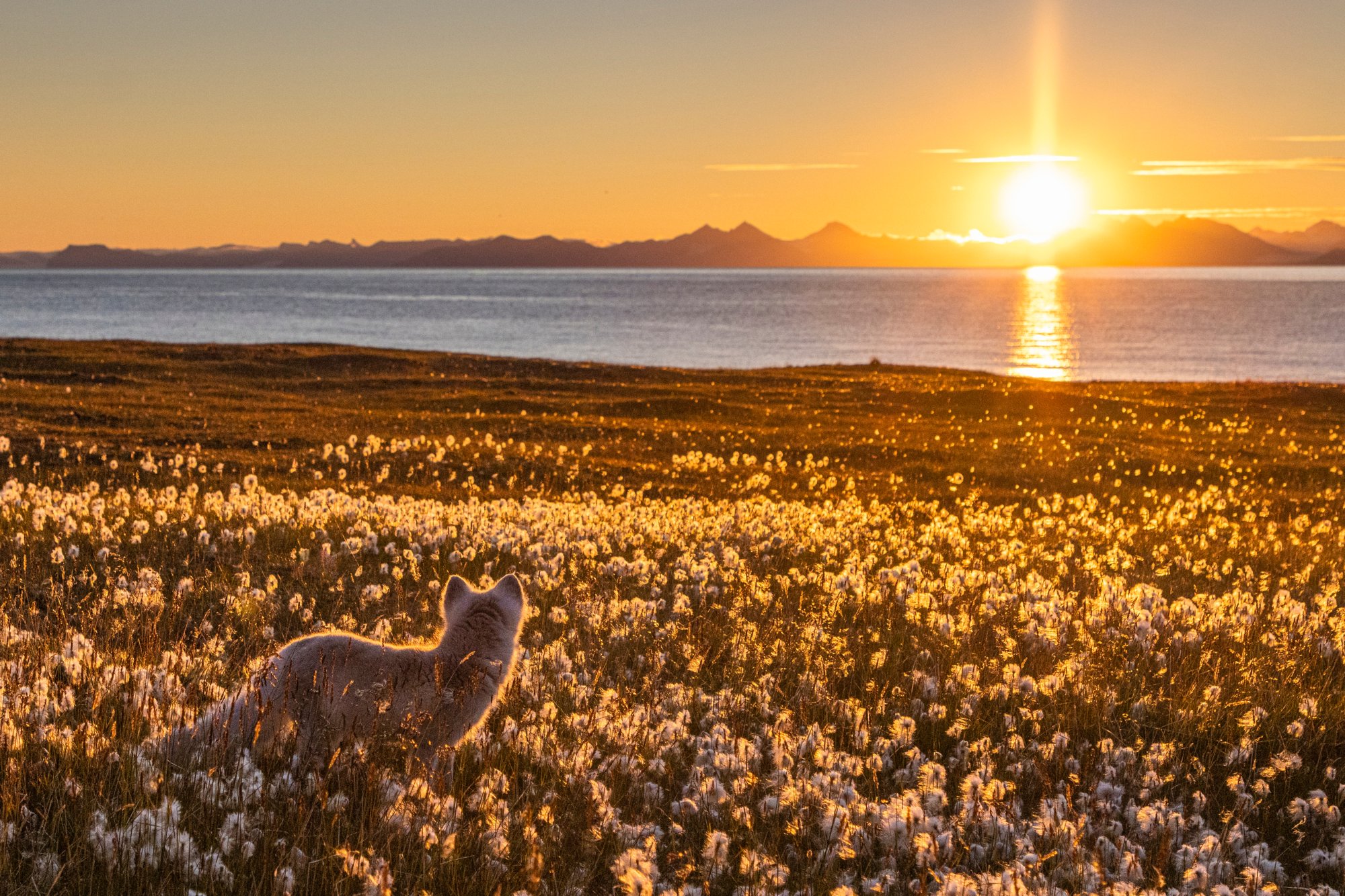 Arktische Tierwelt entdecken