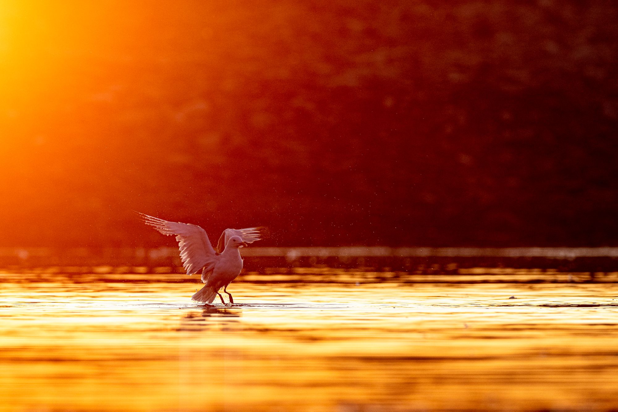 SPB10_Birdinlake-OddgeirSagerup_005.jpg