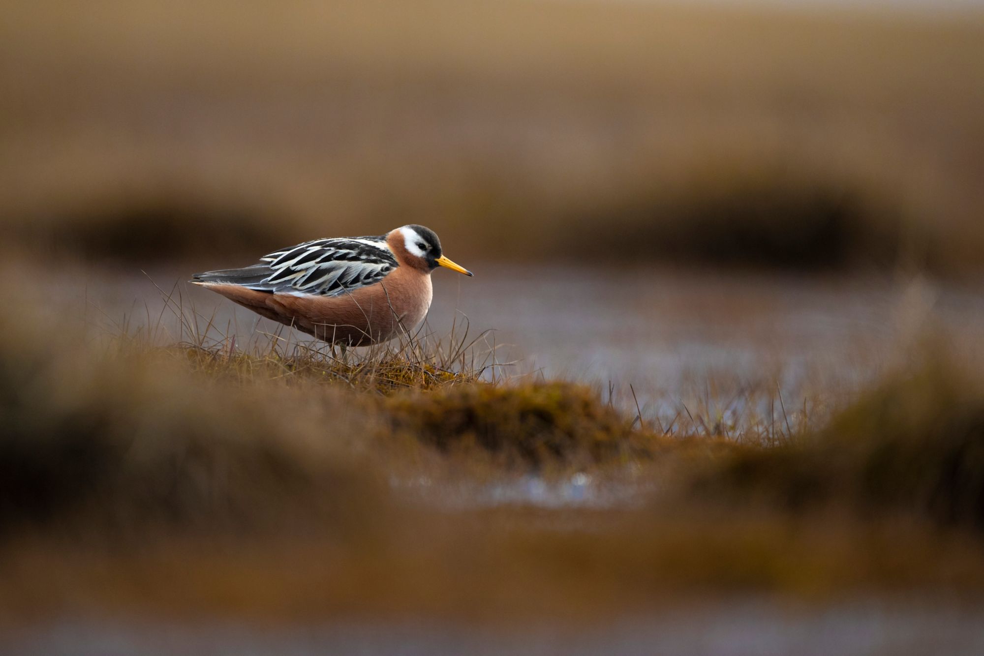 SPB10_Birdlife-OddgeirSagerup_004.jpg