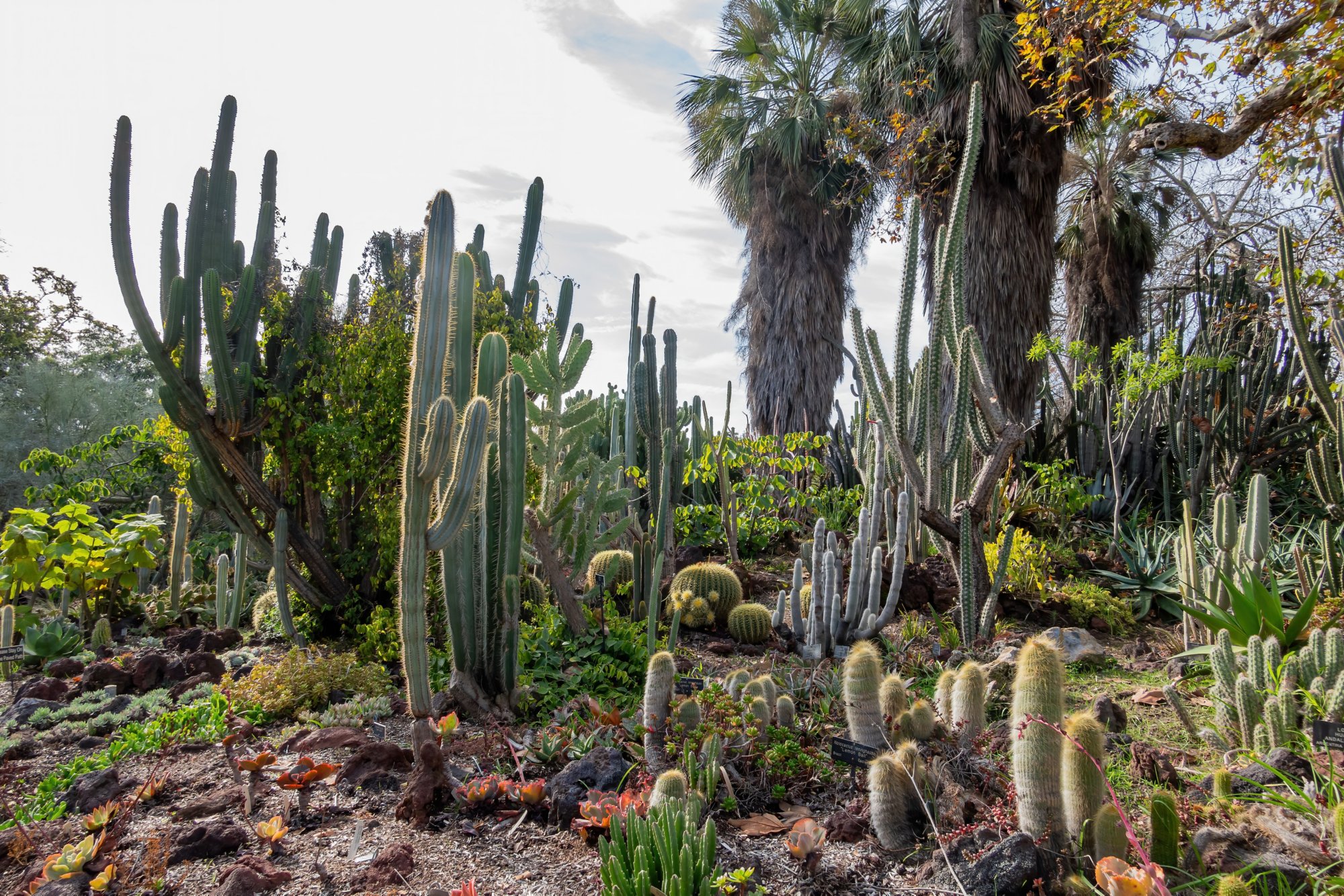 Beautiful Myrtillocactus of the famous Huntington Library at Pasadena, California