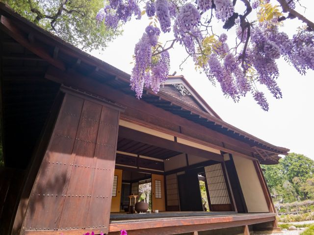Wisteria blossom in Japanese Garden of Huntington Library at Los Angeles, California
