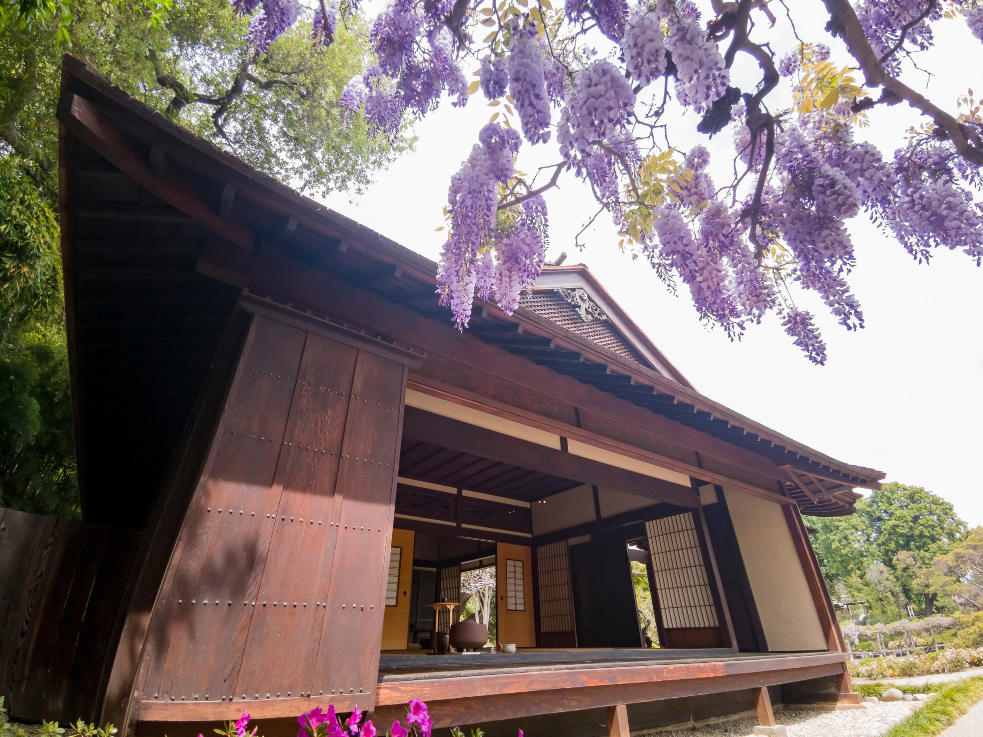 Wisteria blossom in Japanese Garden of Huntington Library at Los Angeles, California