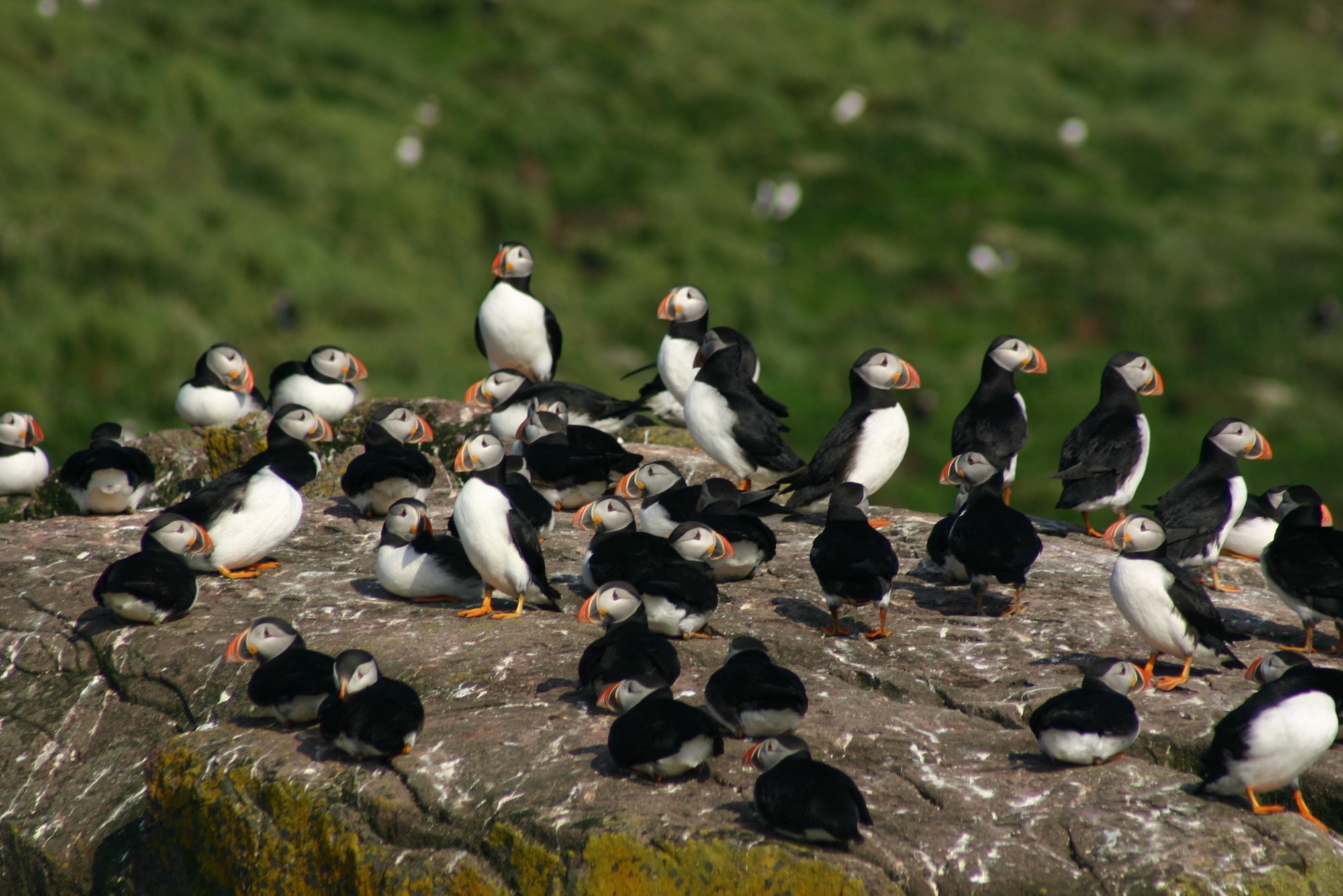 Bootstour zu Neufundlands Vogelkolonien