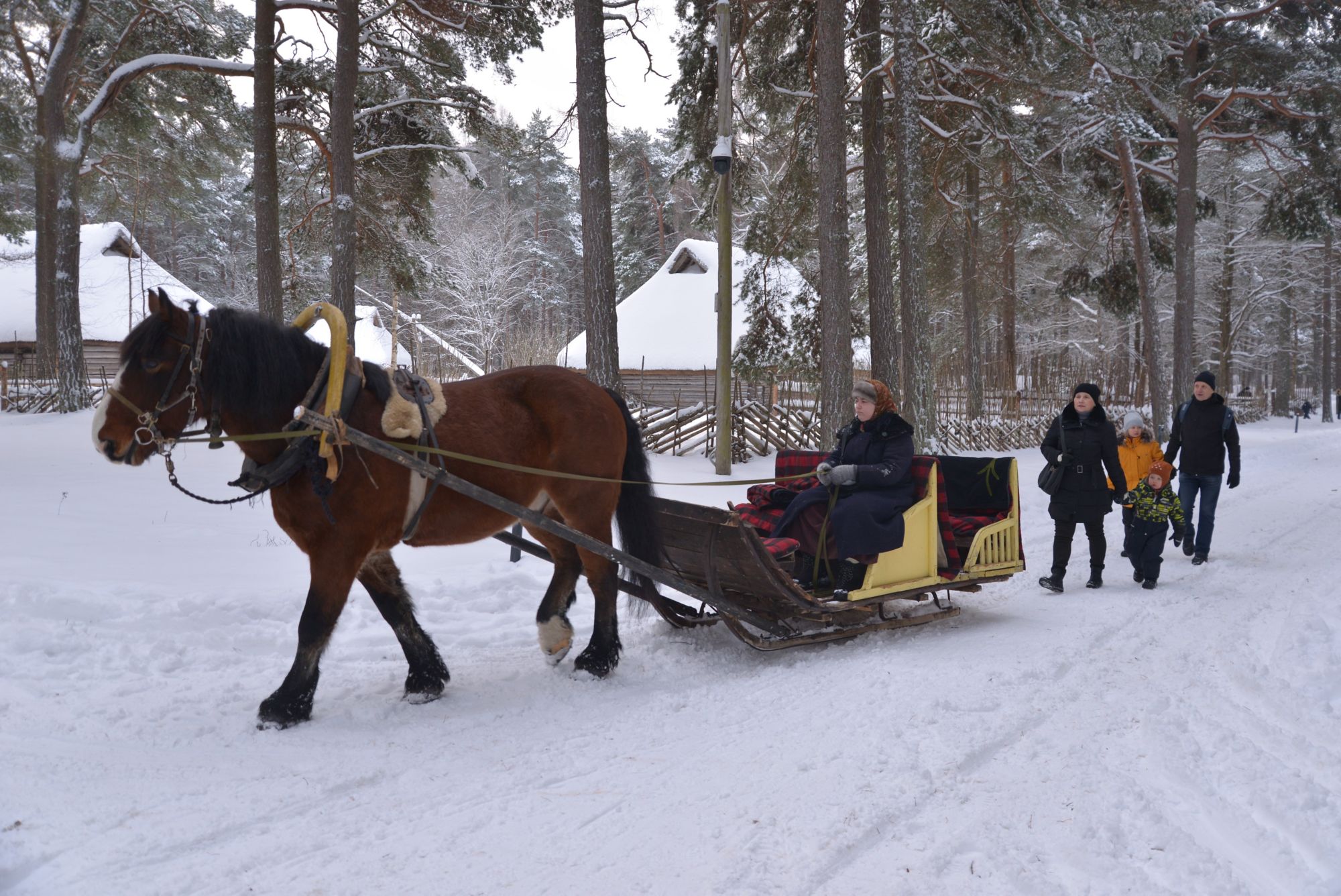 TAL_TAL19_Horsecarriage.jpg
