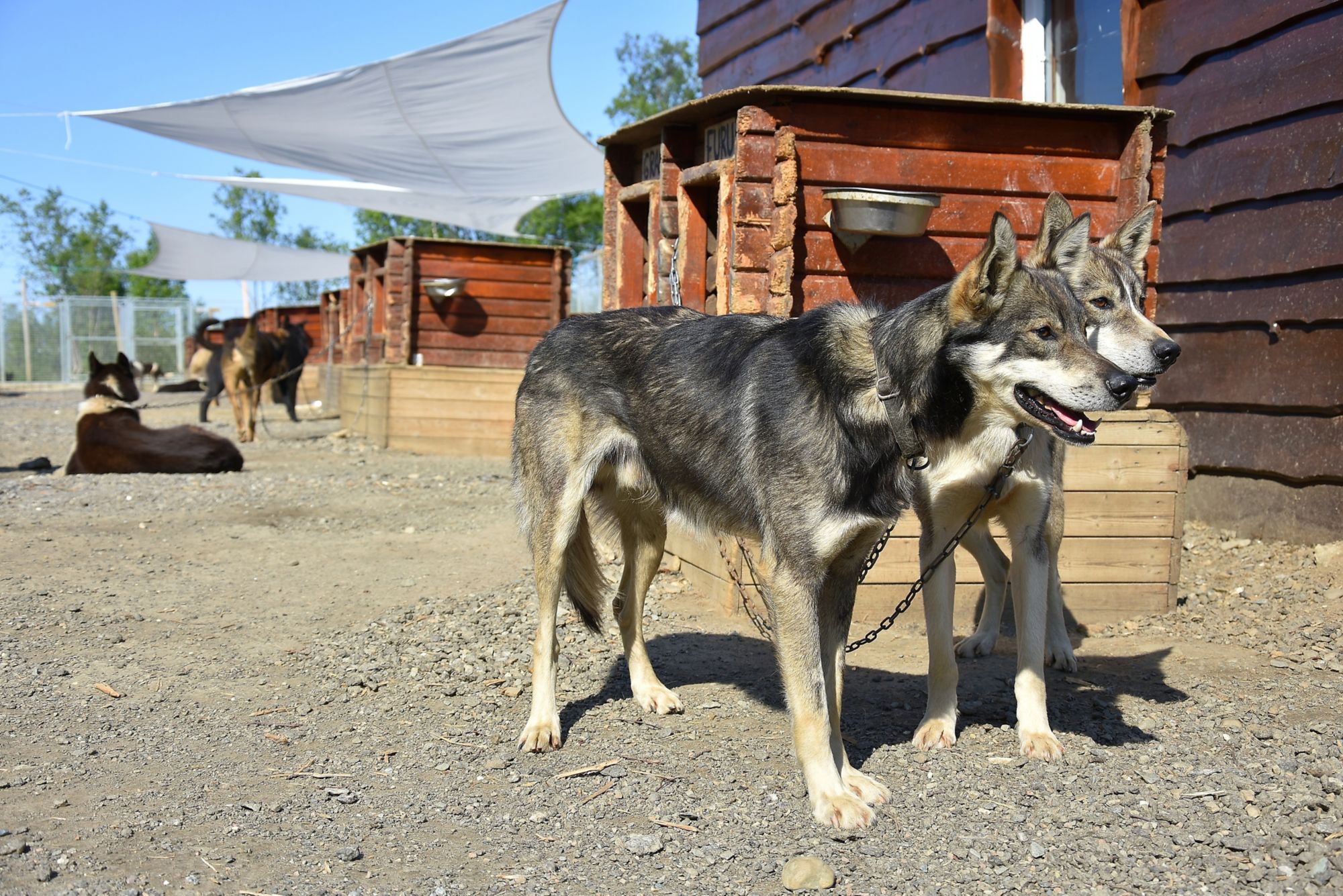 Tromsø und Besuch bei den Huskys