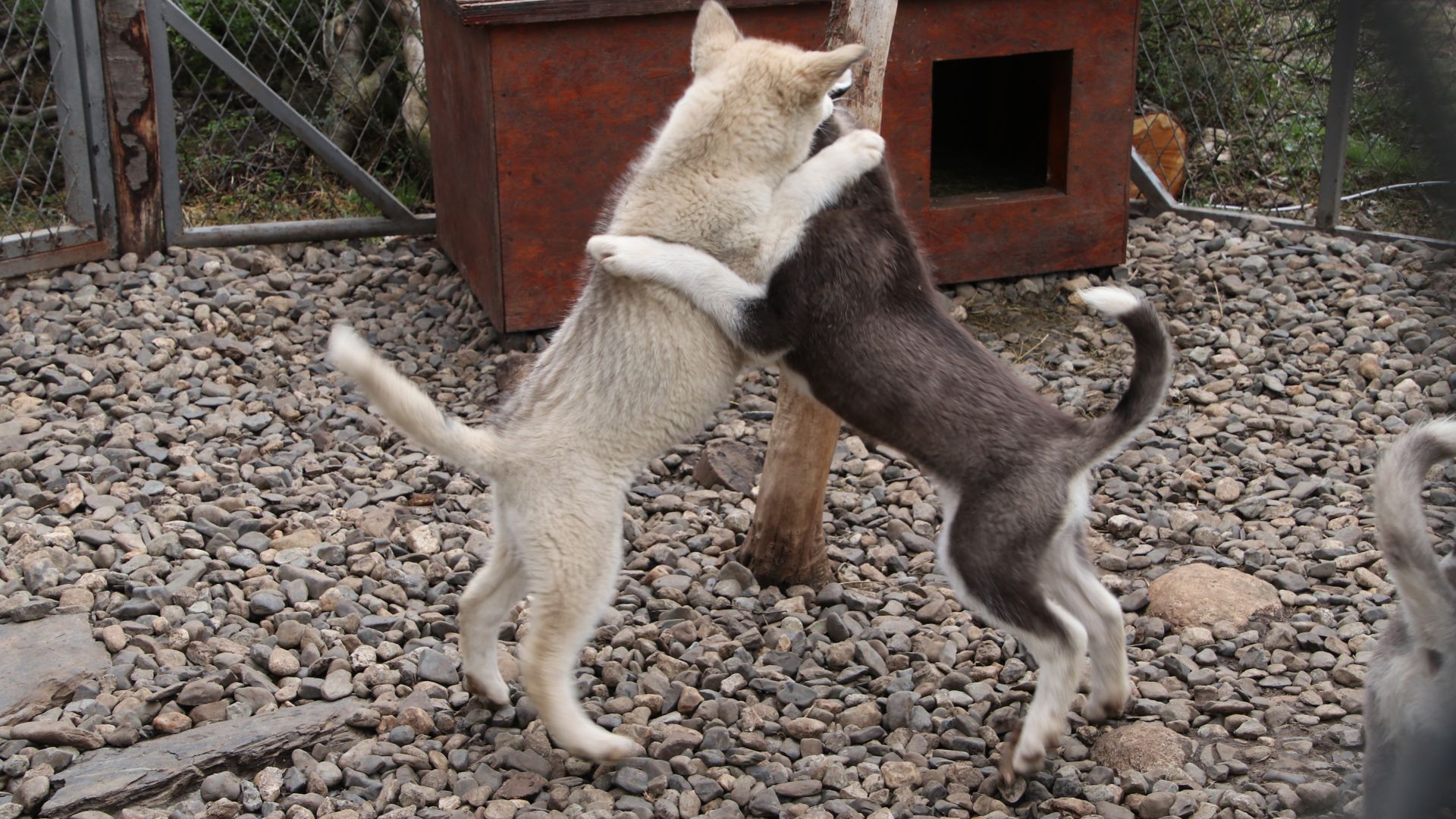 USH_USH10_Huskies_SO_2023_quer.JPG