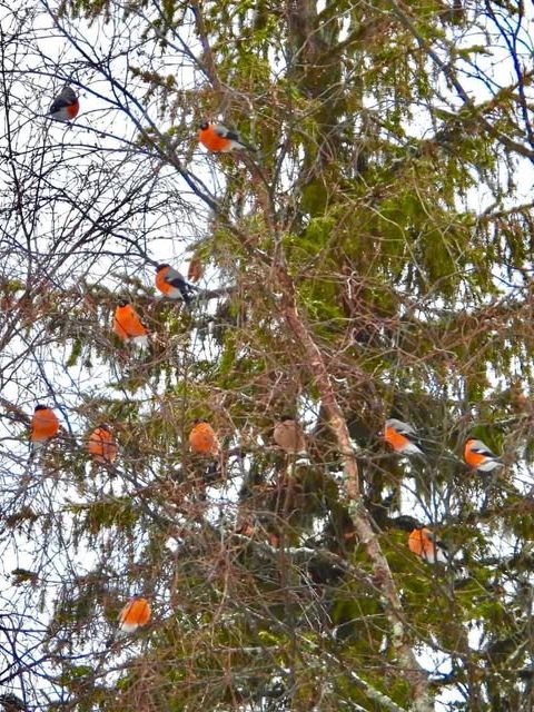 VBY45_Birds_11.09.25_hoch.jpg