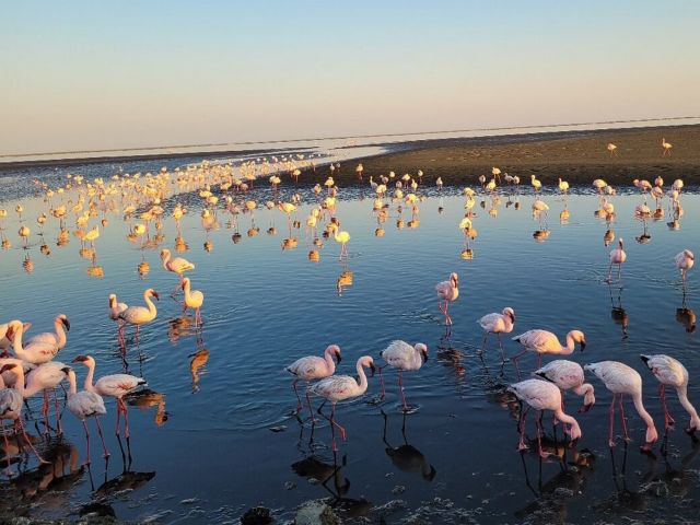 WVB15_Flamingos-WalvisBayLagoon_001.jpg