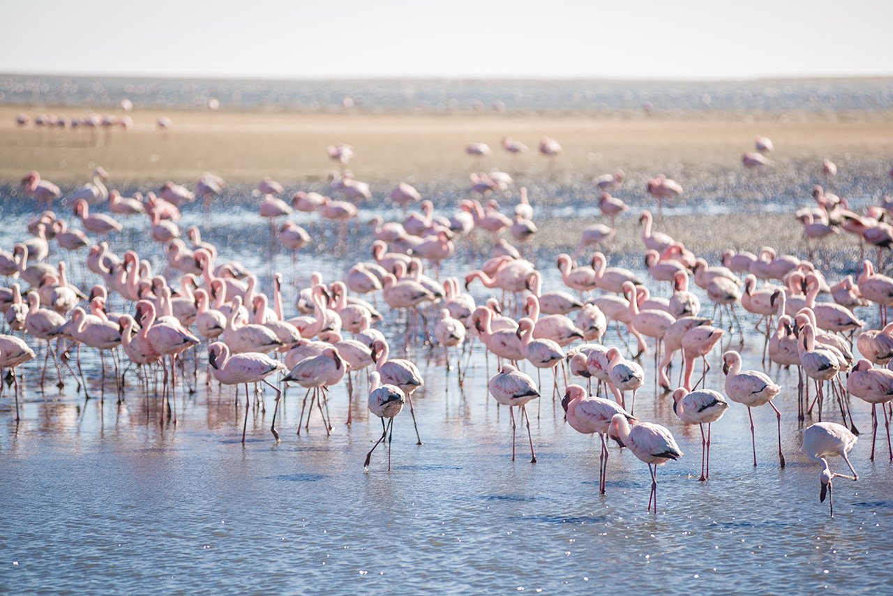 Flamingos und rosa Salzseen - Walvis Bay per Geländewagen entdecken