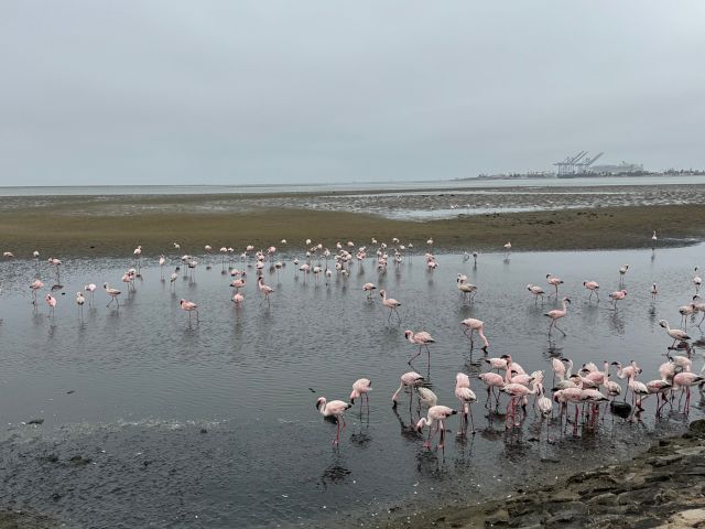 WVB_B04_Flamingos_PR_2024_Quer.jpg