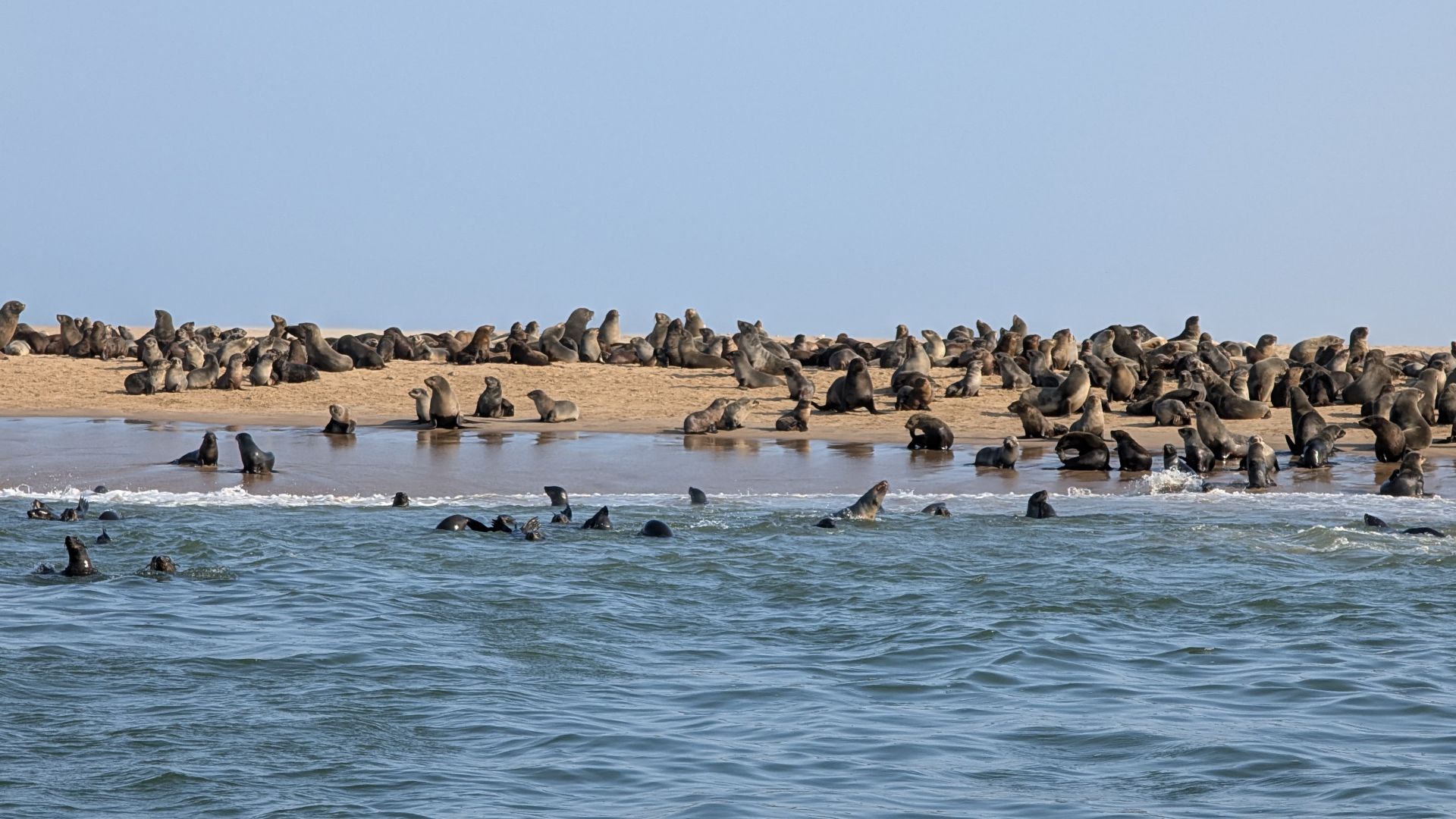 WVB_WVB02_RobbenaufSandbank_ST_2025_quer.jpg
