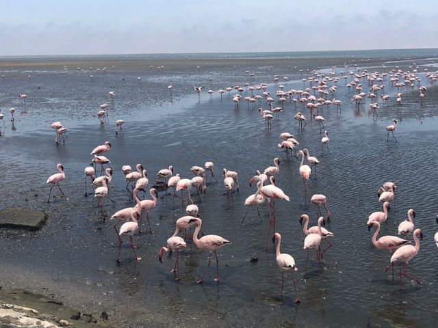 WVB_WVB24_LagunemitFlamingos2_SO_quer.jpeg