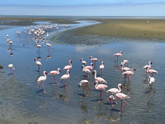 WVB_WVBB13_B43_Flamingos_SO_2025_quer.jpg