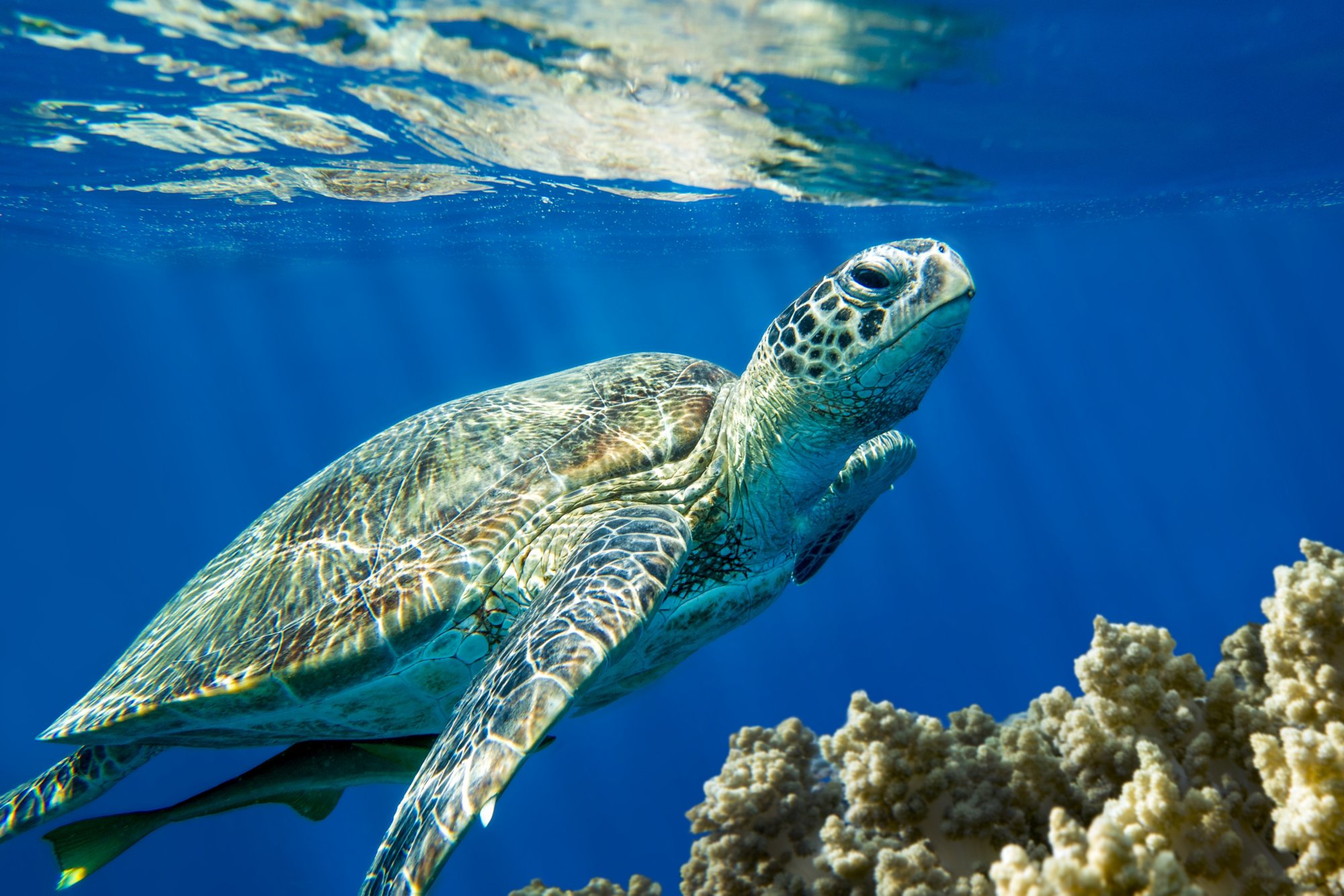Loggerhead sea turtle Caretta caretta on the coral reef- Red Sea