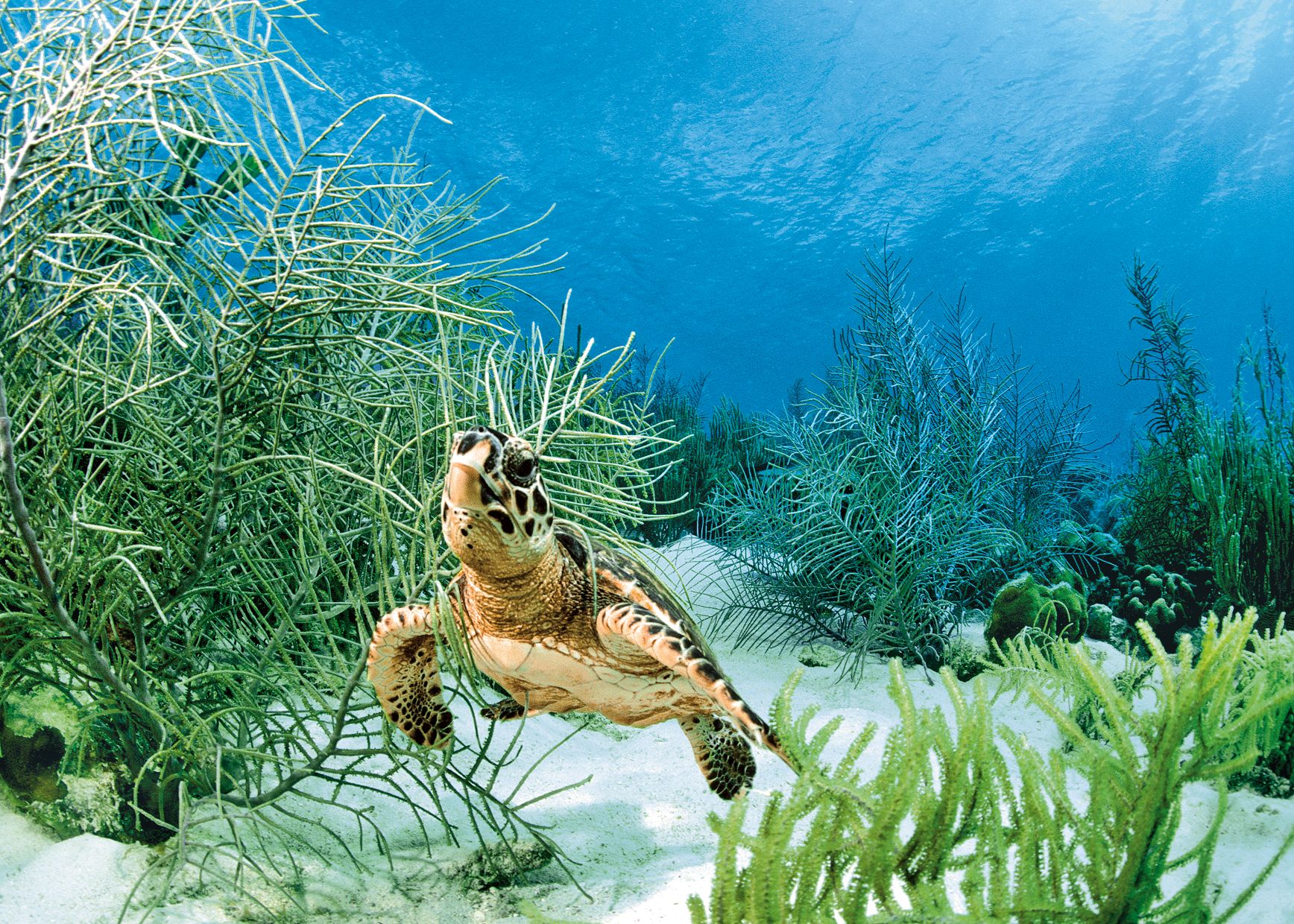 Bonaire
