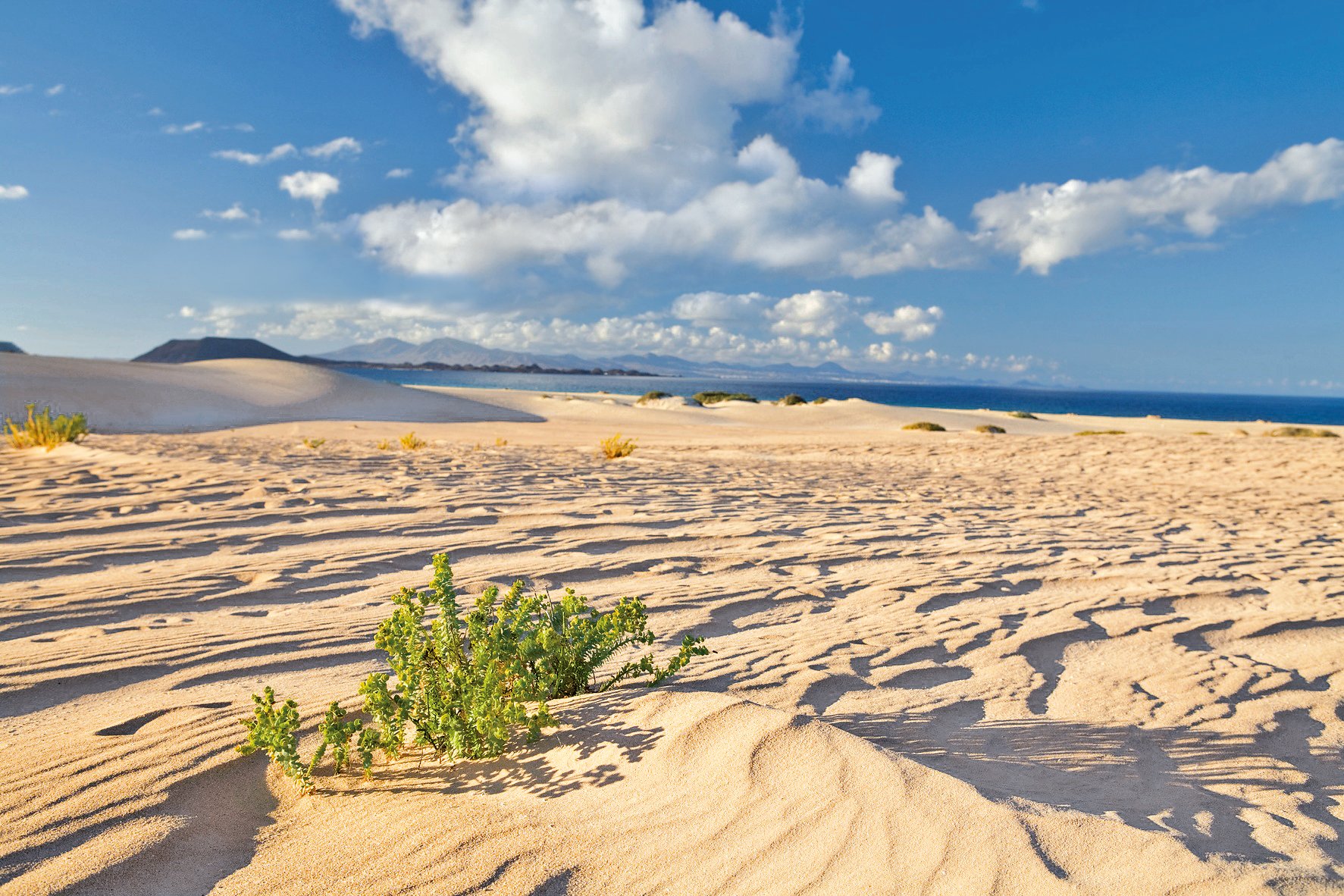 Corralejo dunes, Fuerteventura. Canary Islands, Spain