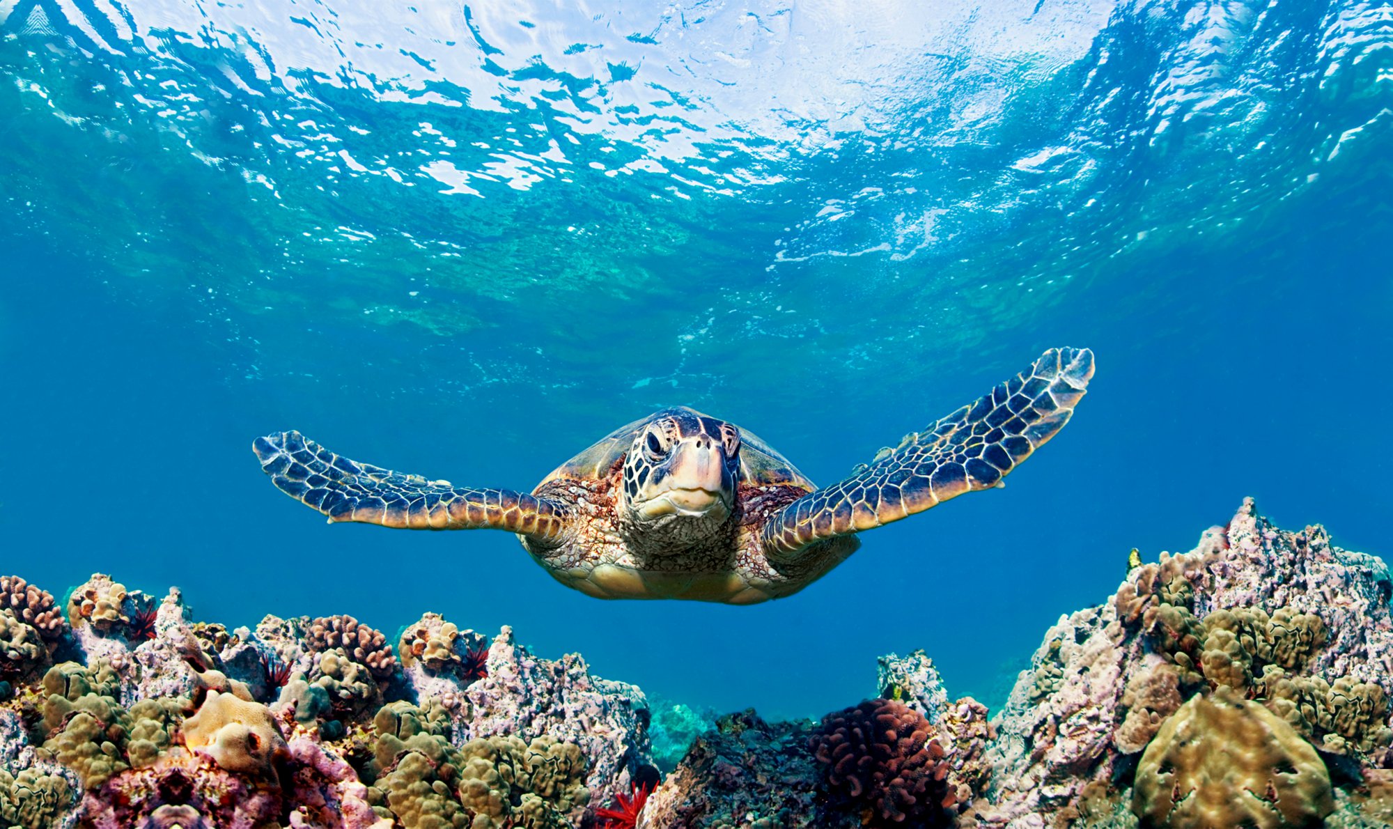 Schildkröte schwimmt unter der Wasseroberfläche