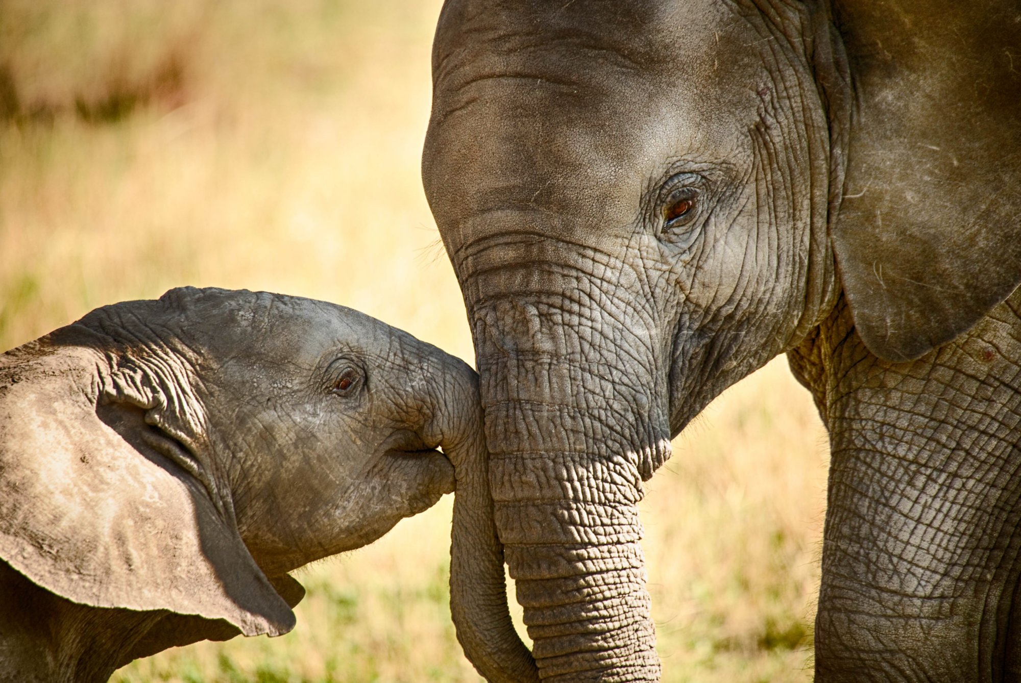 Elefant mit Jungtier - Safari in Afrika
