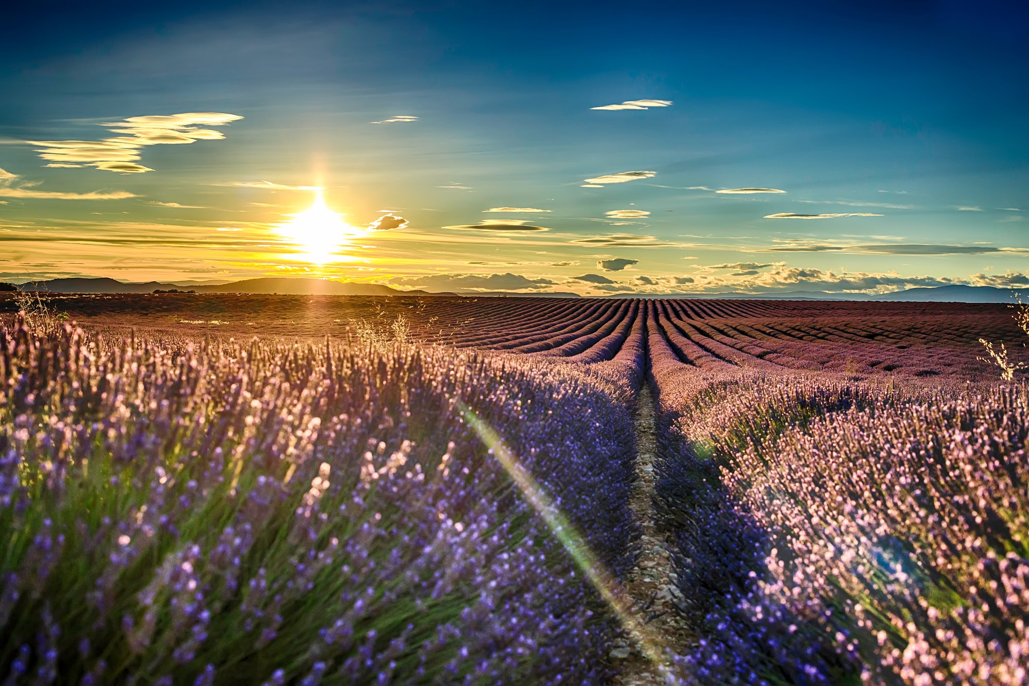 fields of blooming lavender flowers, Provence