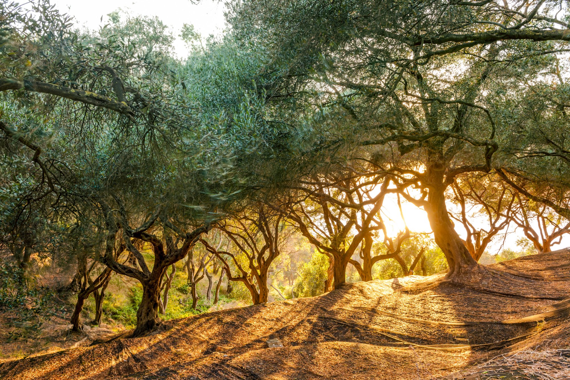 Greece, Corfu, olive orchard at sunset