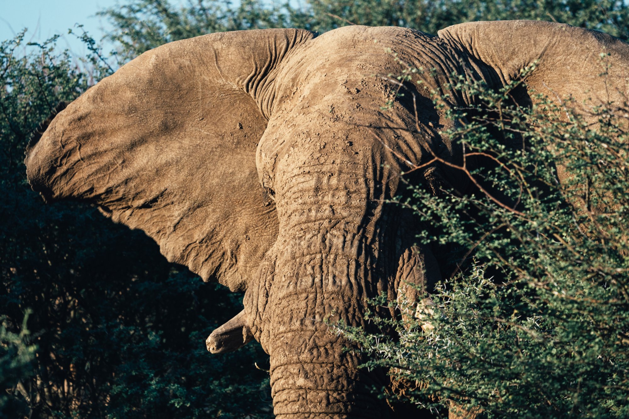 Elefant