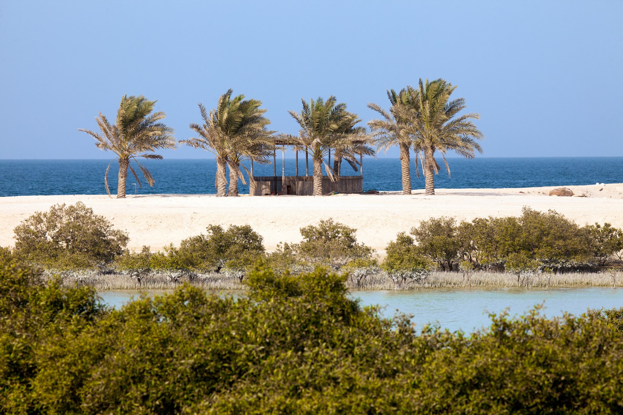 Mangroves and palm trees on Sir Bani Yas island, UAE