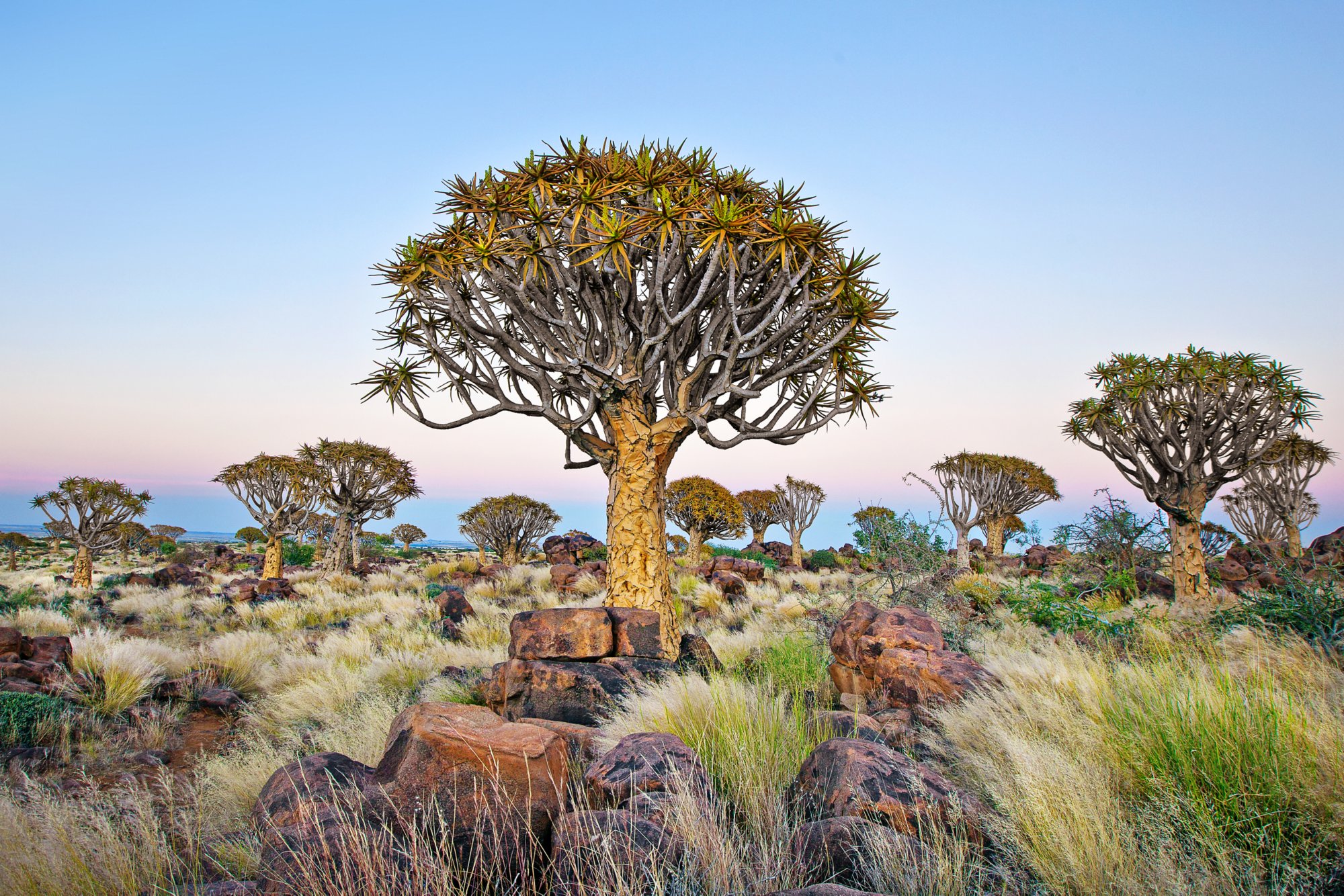 Quivertree in stand