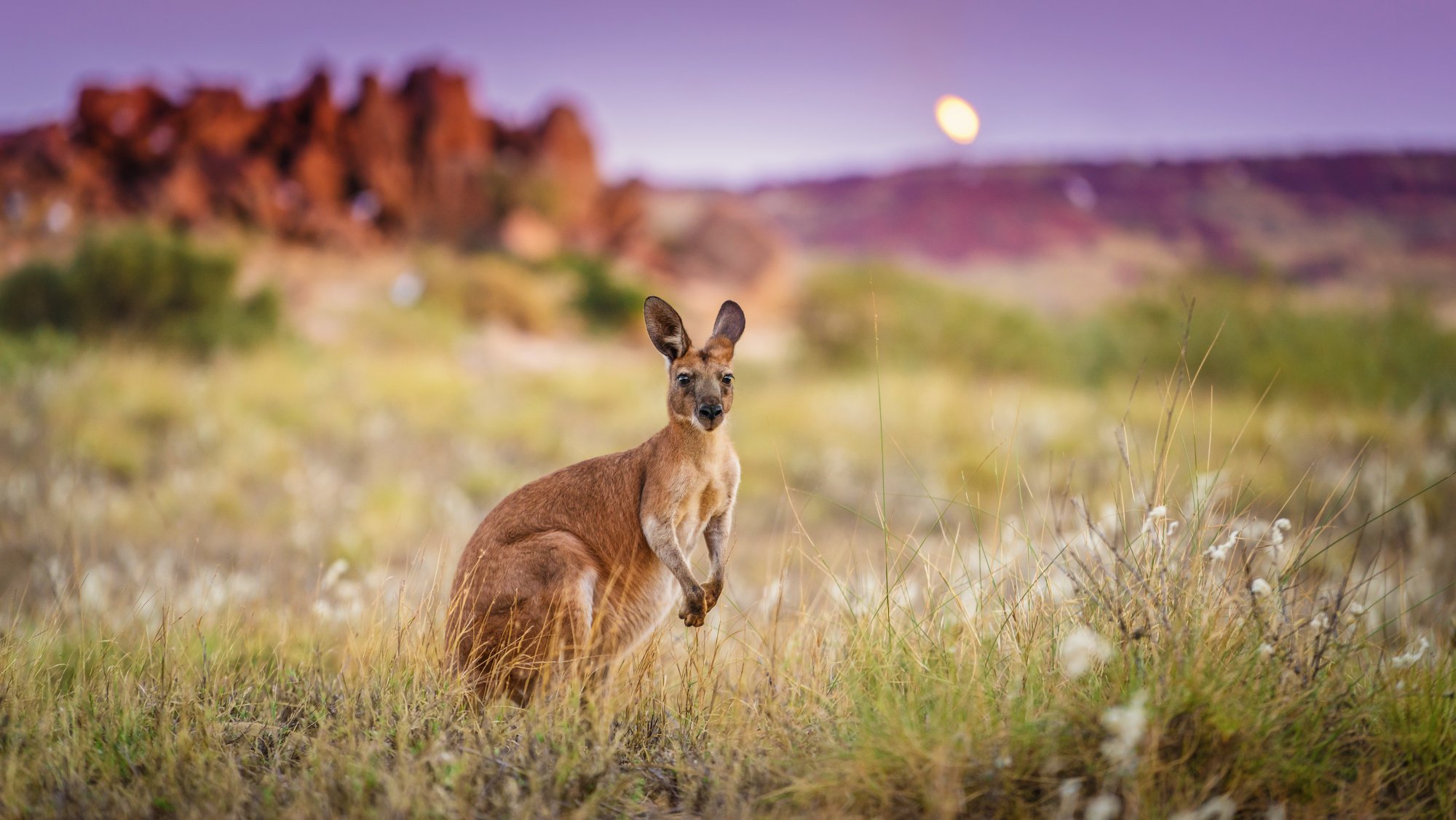 Känguru im Outback in Australien - Kreuzfahrten mit AIDA