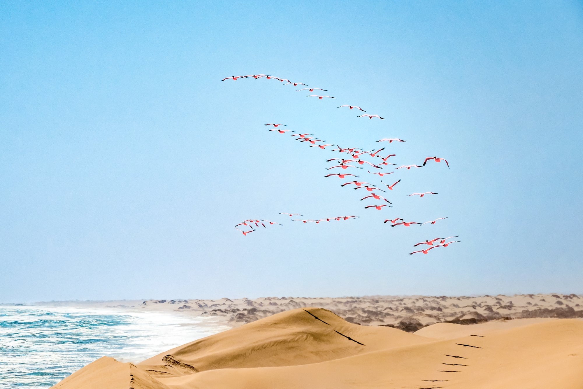 The flying flamingos in Walvis Bay, Namibia.