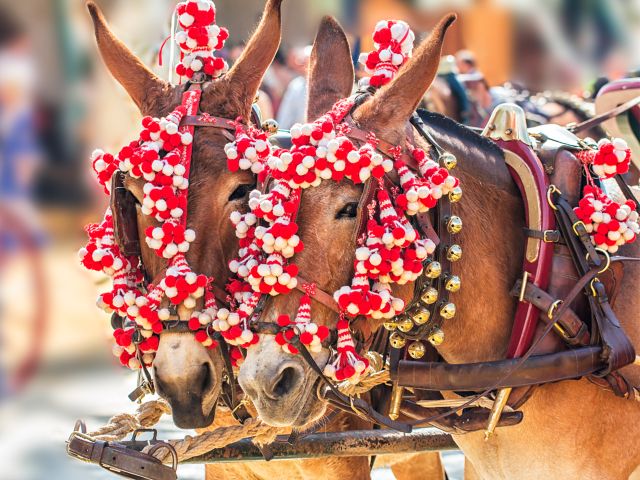 feria horses