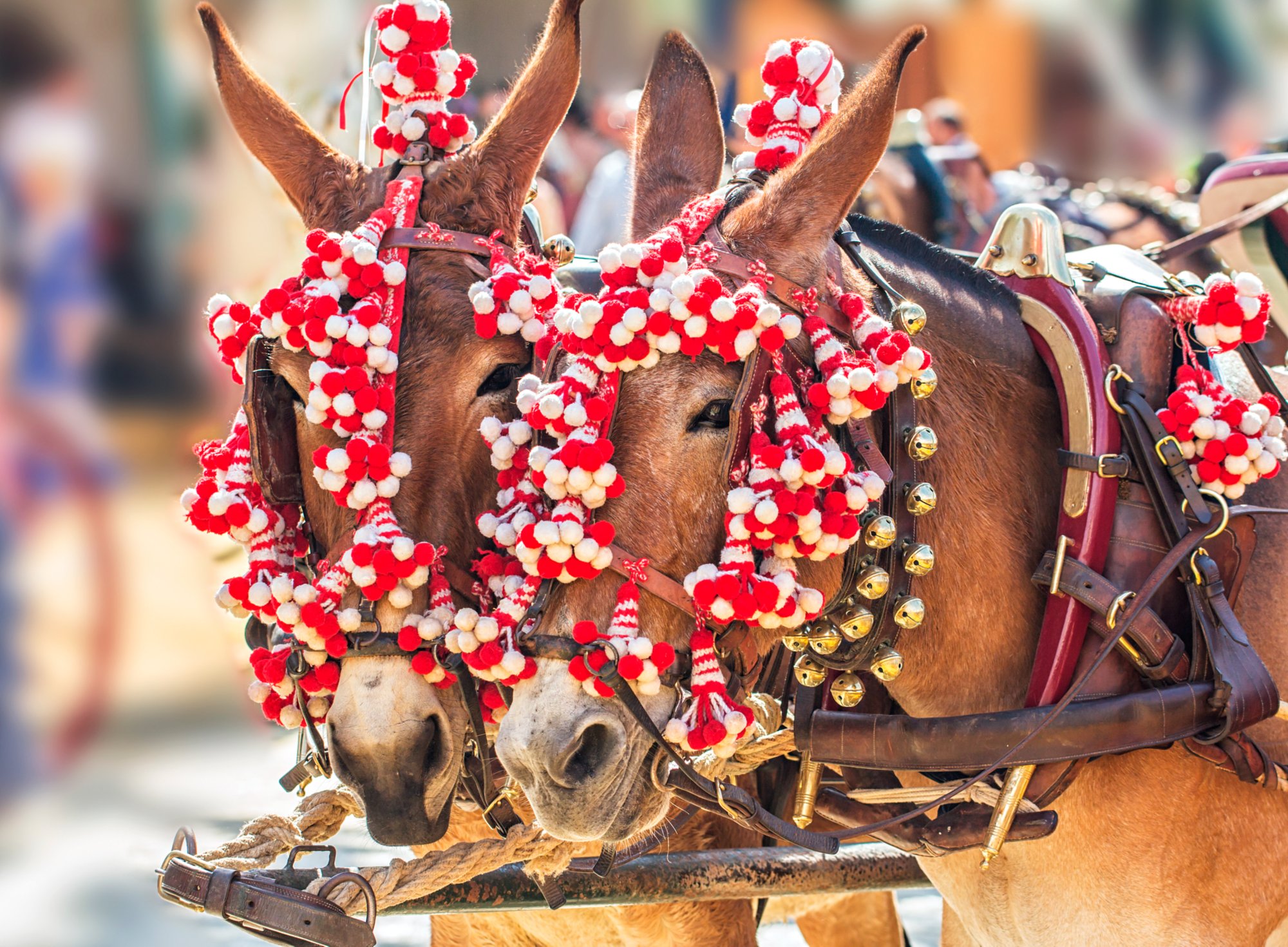 feria horses